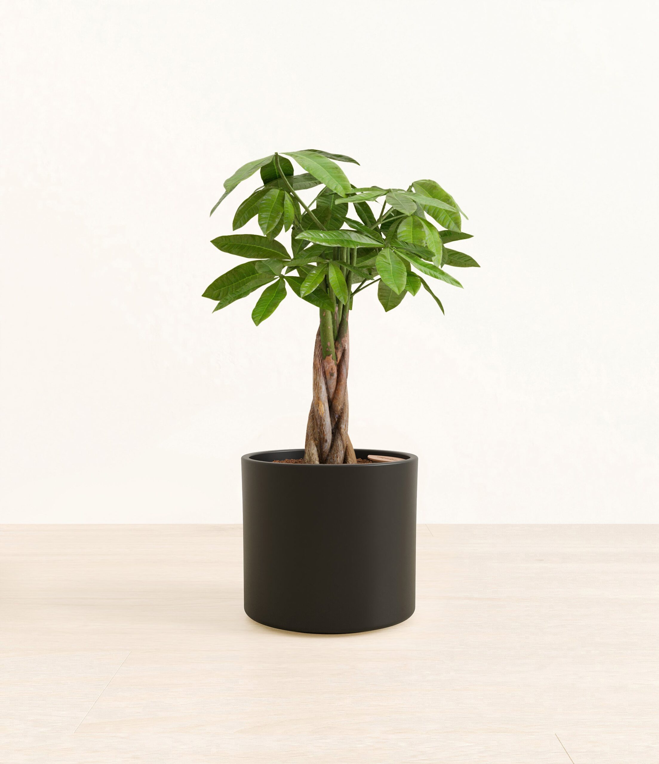 MoneyTreeEra_black_without_stand.jpg