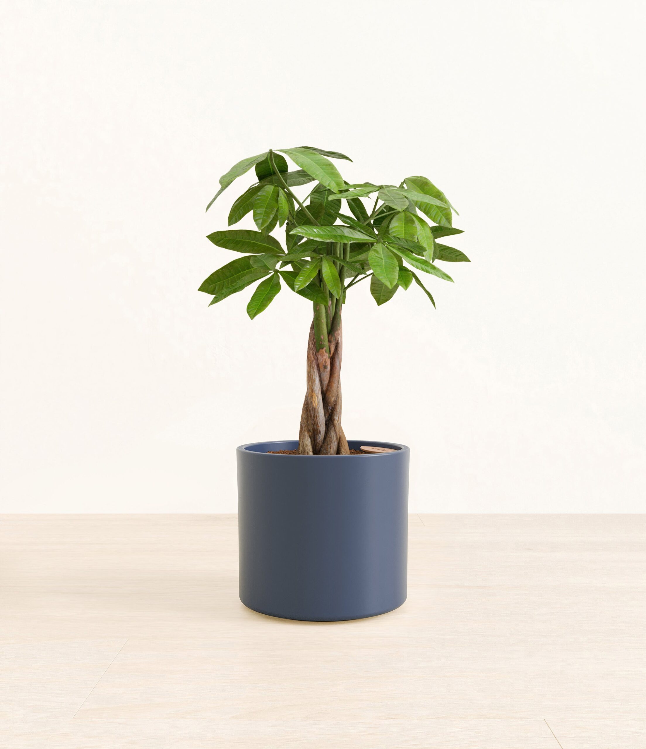 MoneyTreeEra_blue_without_stand.jpg