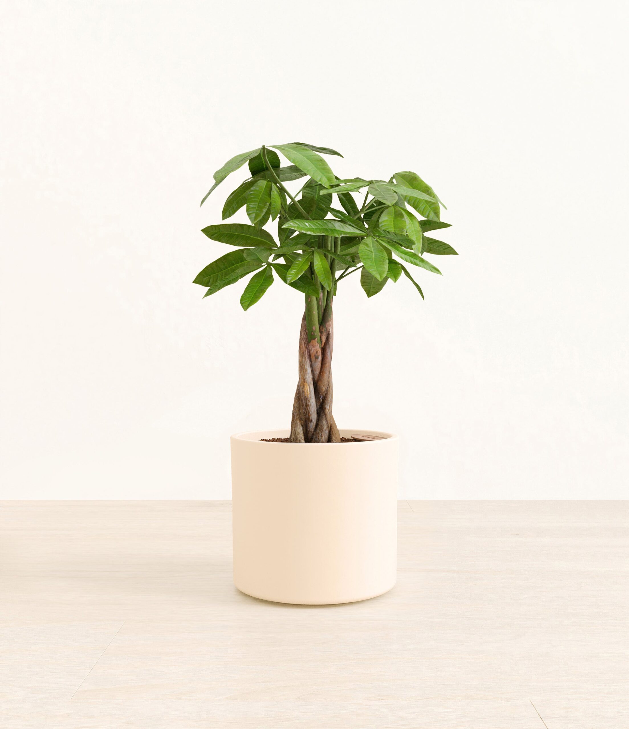MoneyTreeEra_cream_without_stand.jpg