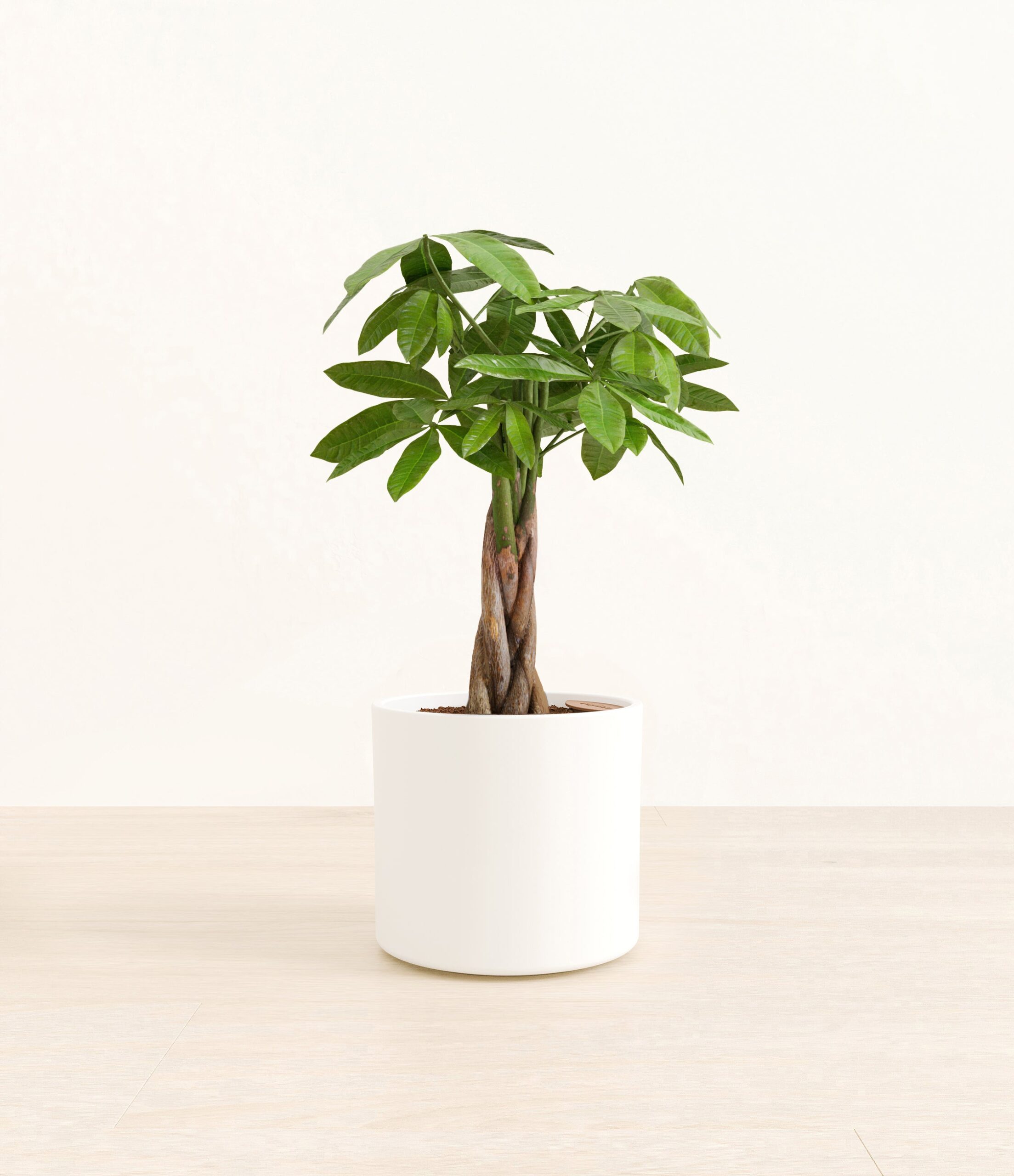 MoneyTreeEra_white_without_stand.jpg