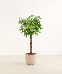 Money Tree - Huge Agatha