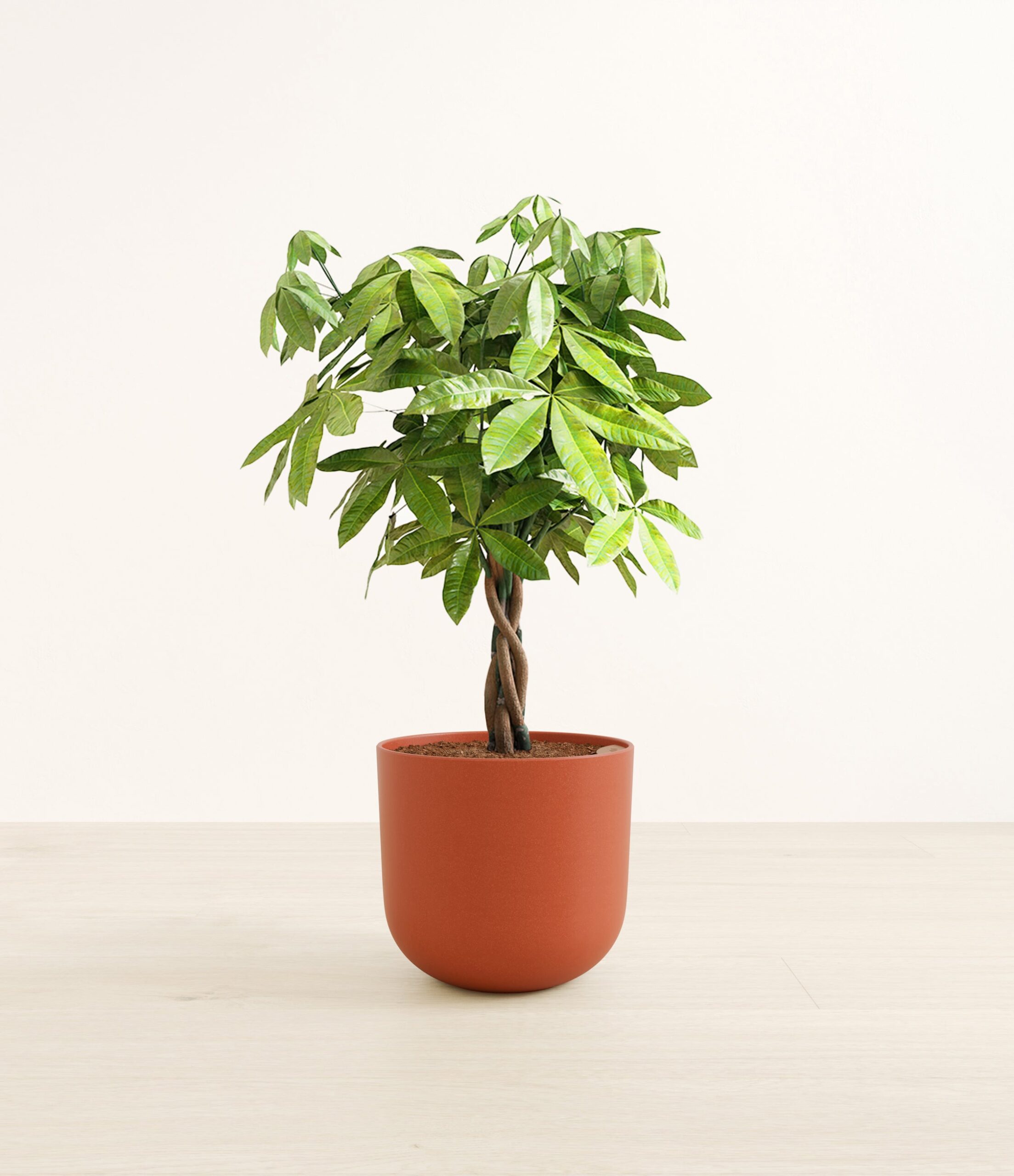 MoneyTreeLarge_Earth_Red_b0c524a7-dd1e-4afd-a5a1-76bb934fa61b.jpg