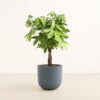 Money Tree - Large Agatha