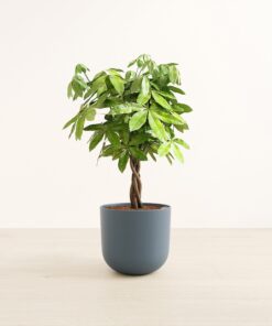 Money Tree - Large Agatha