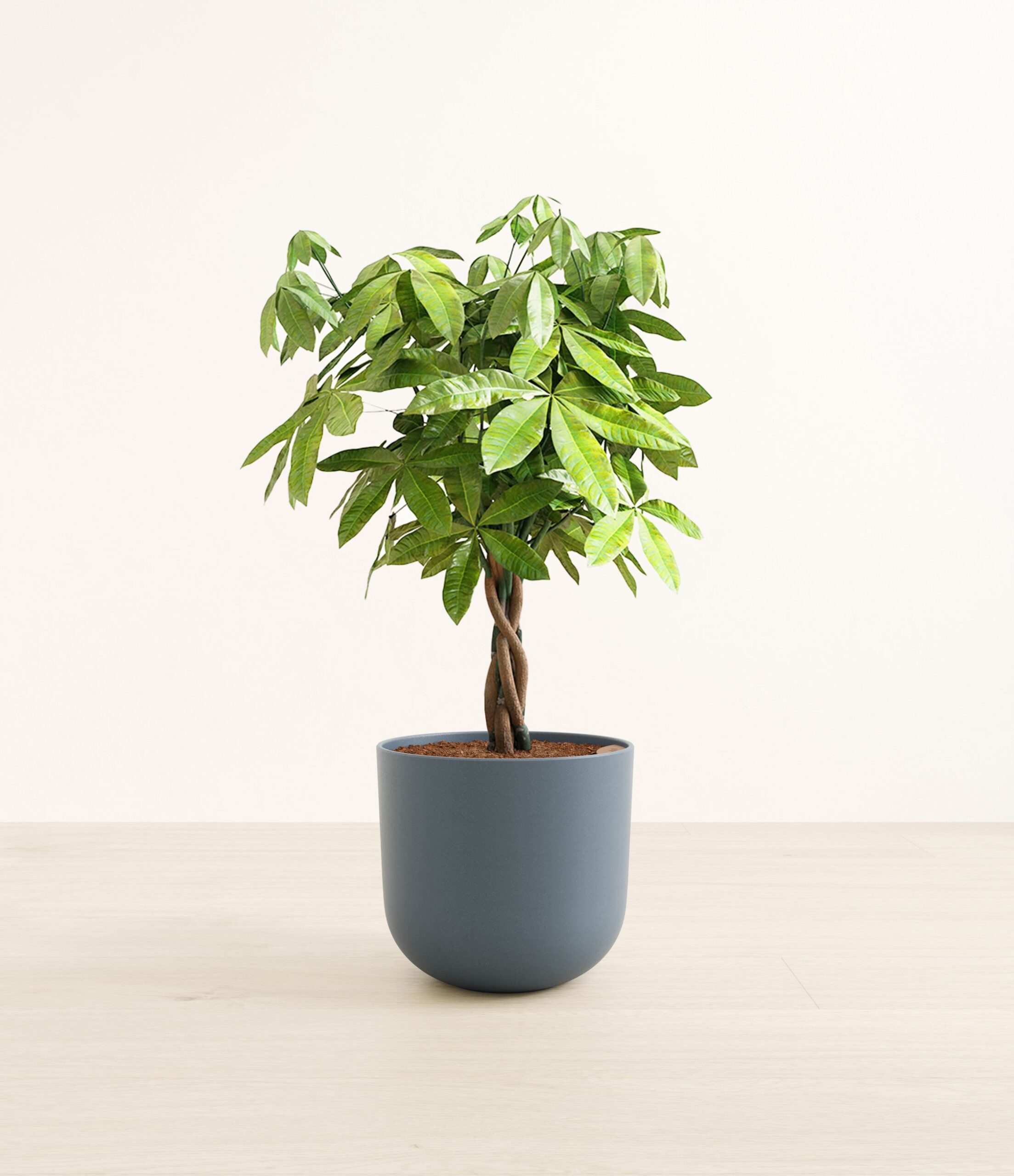 MoneyTreeLarge_Iron_Gray_4b3a9b12-f226-45d6-9b02-1afcad5a0bc5.jpg