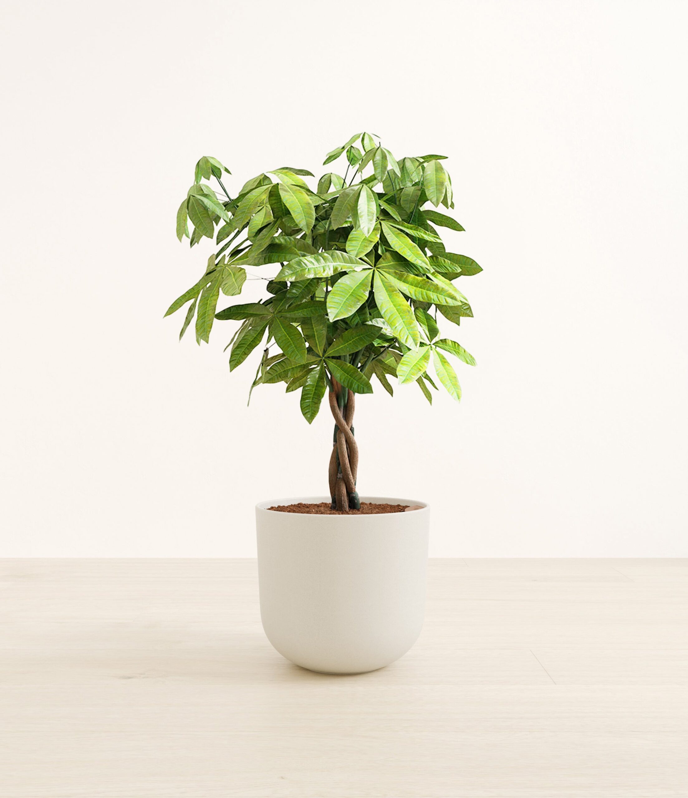 MoneyTreeLarge_Natural_Bamboo_e5fed03a-cff4-4679-a7b0-67de4079ec48.jpg