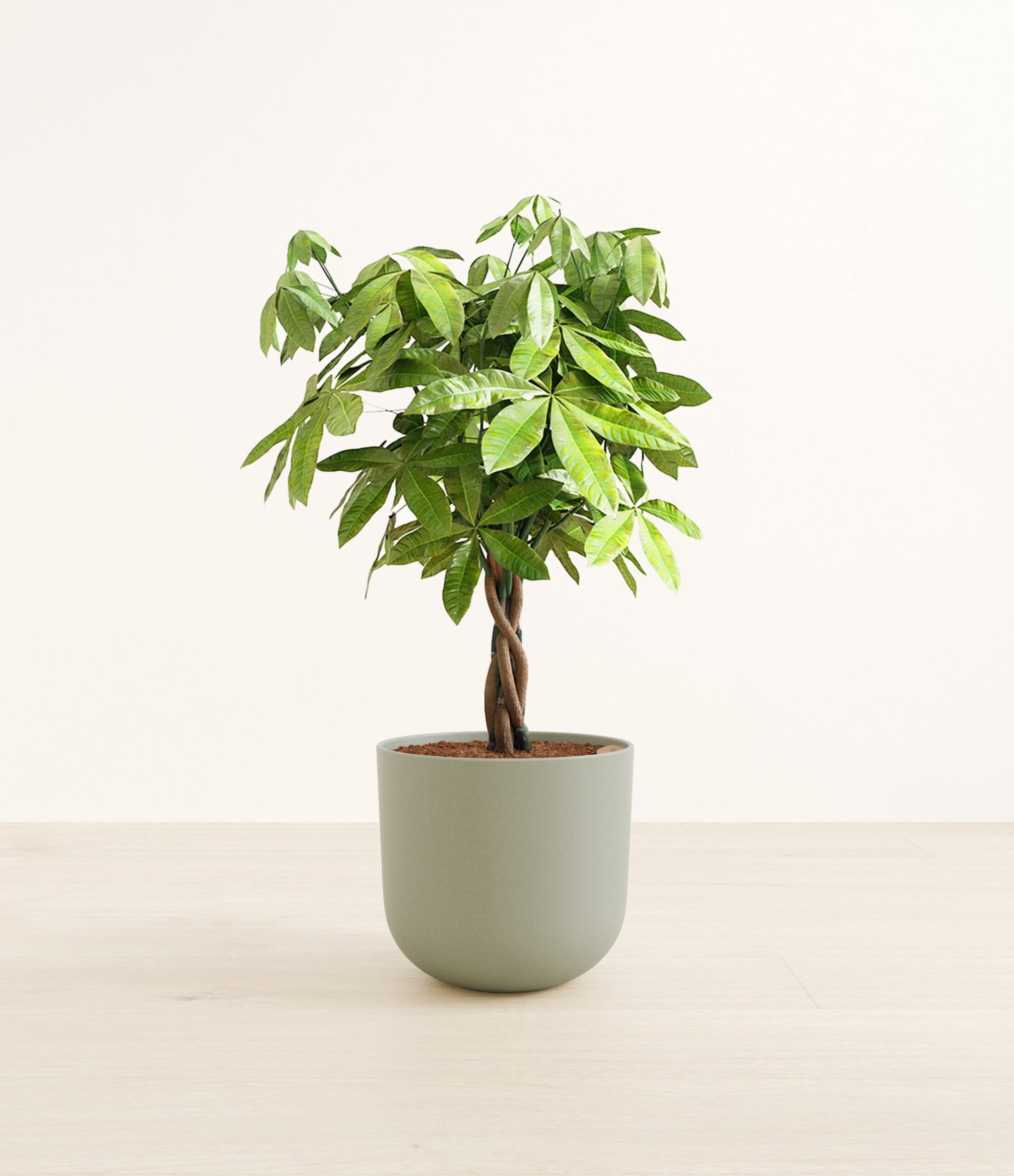 MoneyTreeLarge_Sage_Green.jpg