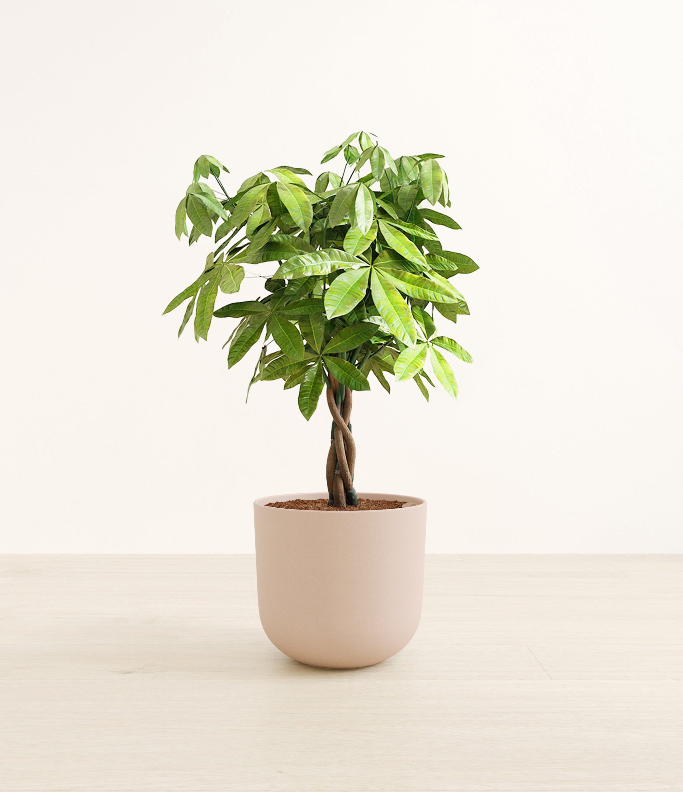 MoneyTreeLarge_Sandy_Pink.jpg