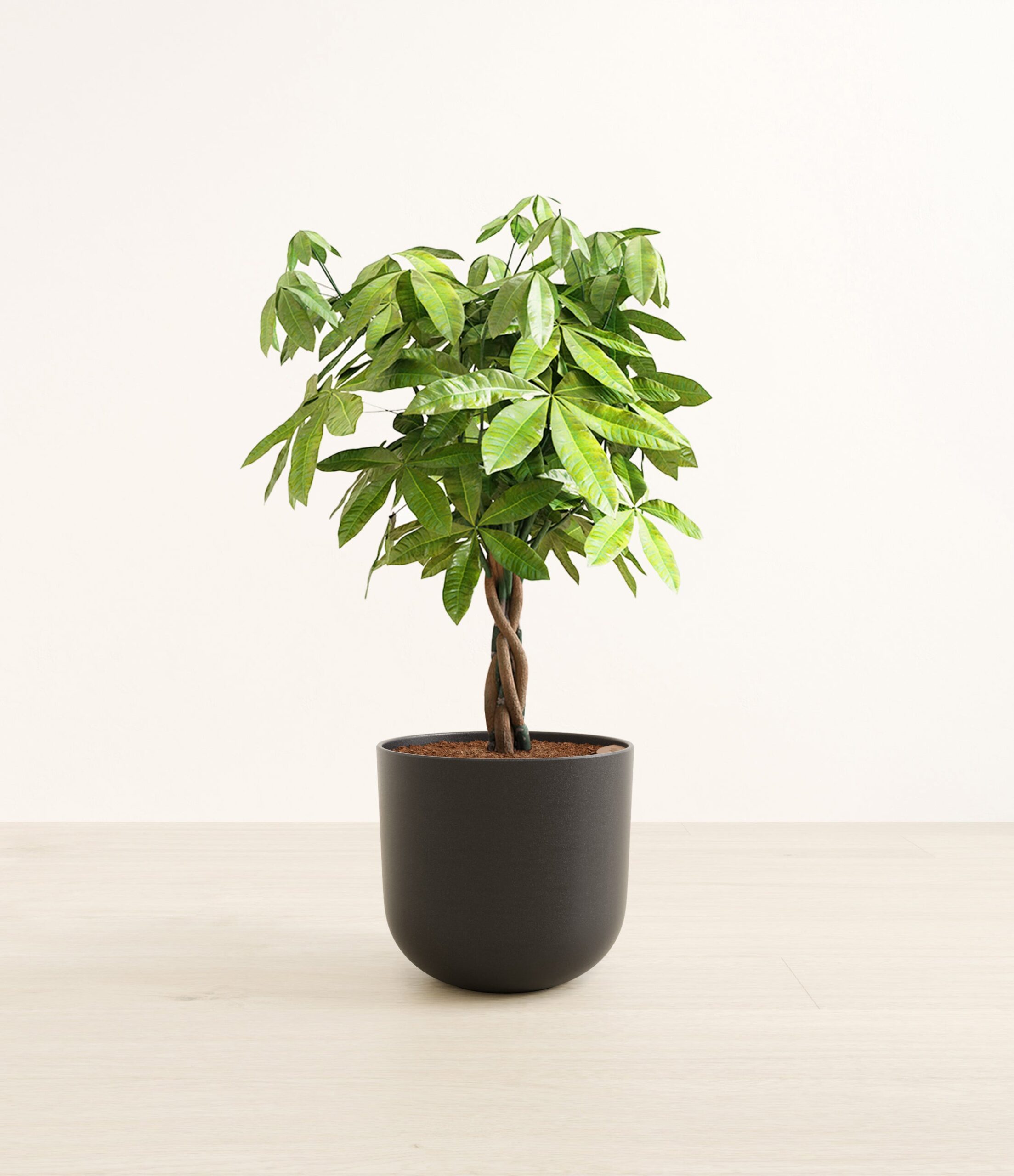MoneyTreeLarge_Stone_Black_18cf9df8-49ea-4da4-b827-6800ba660075.jpg