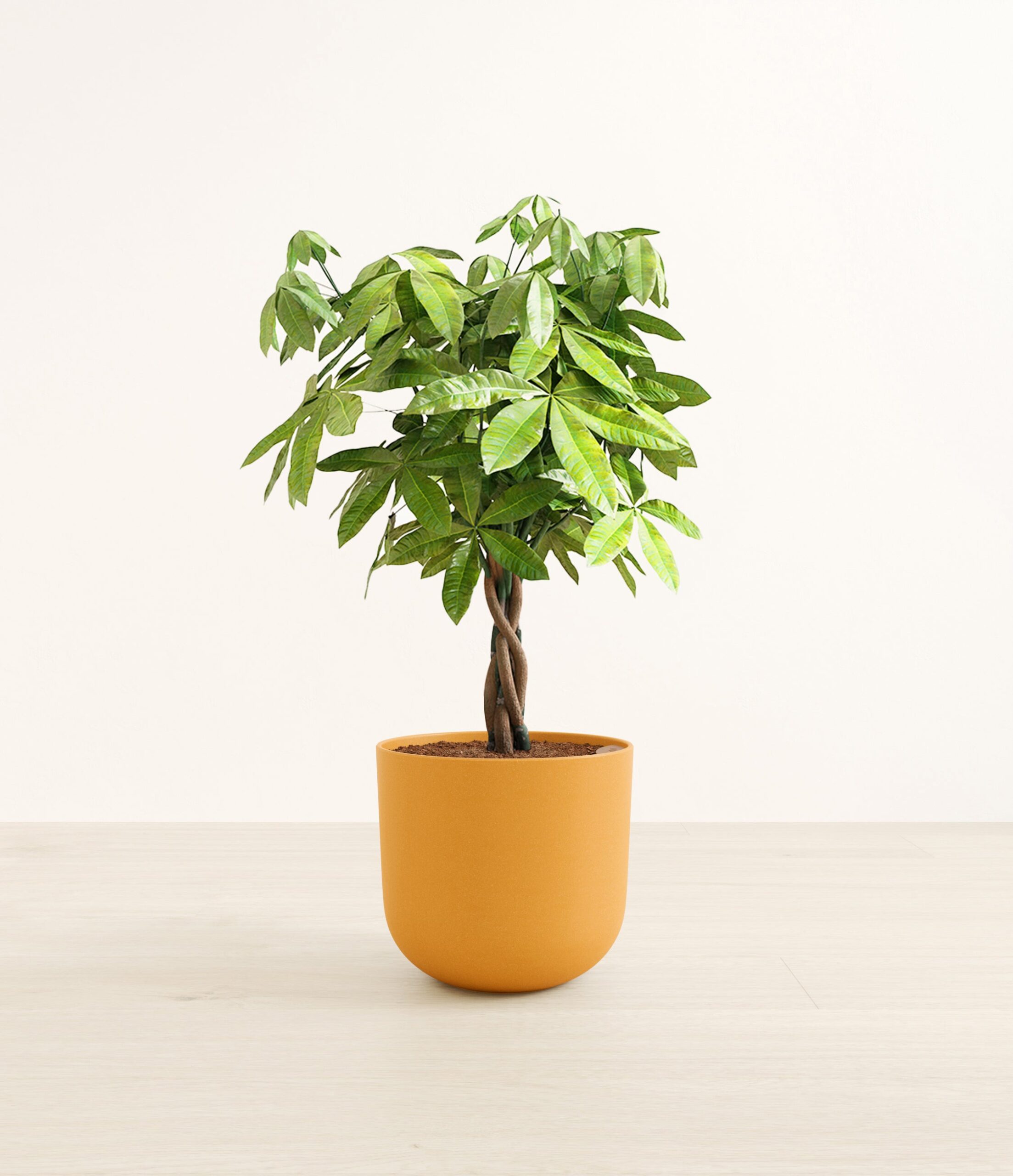 MoneyTreeLarge_Sunset_Orange_57738edf-bbac-4f6e-8561-72d63adfd0f3.jpg