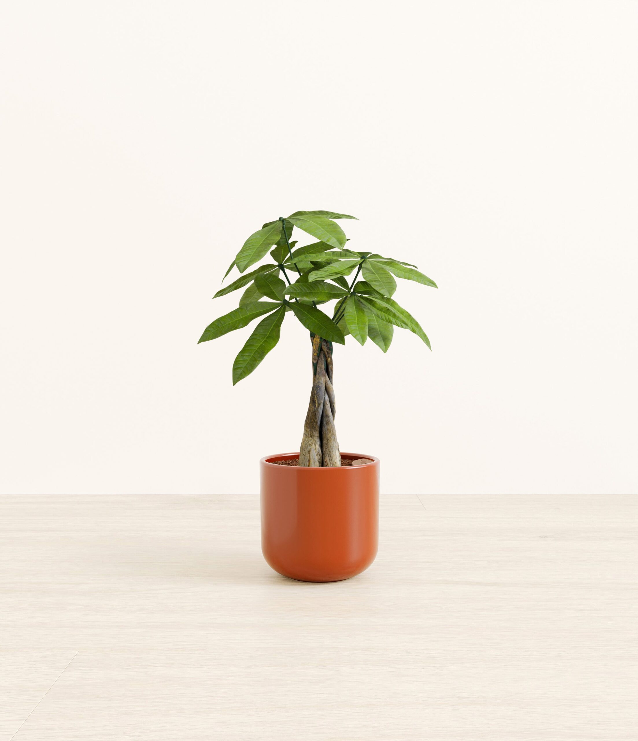 MoneyTreeSmall_Earth_Red_ecd9c7b1-2752-470a-b620-ff228f95ed43.jpg