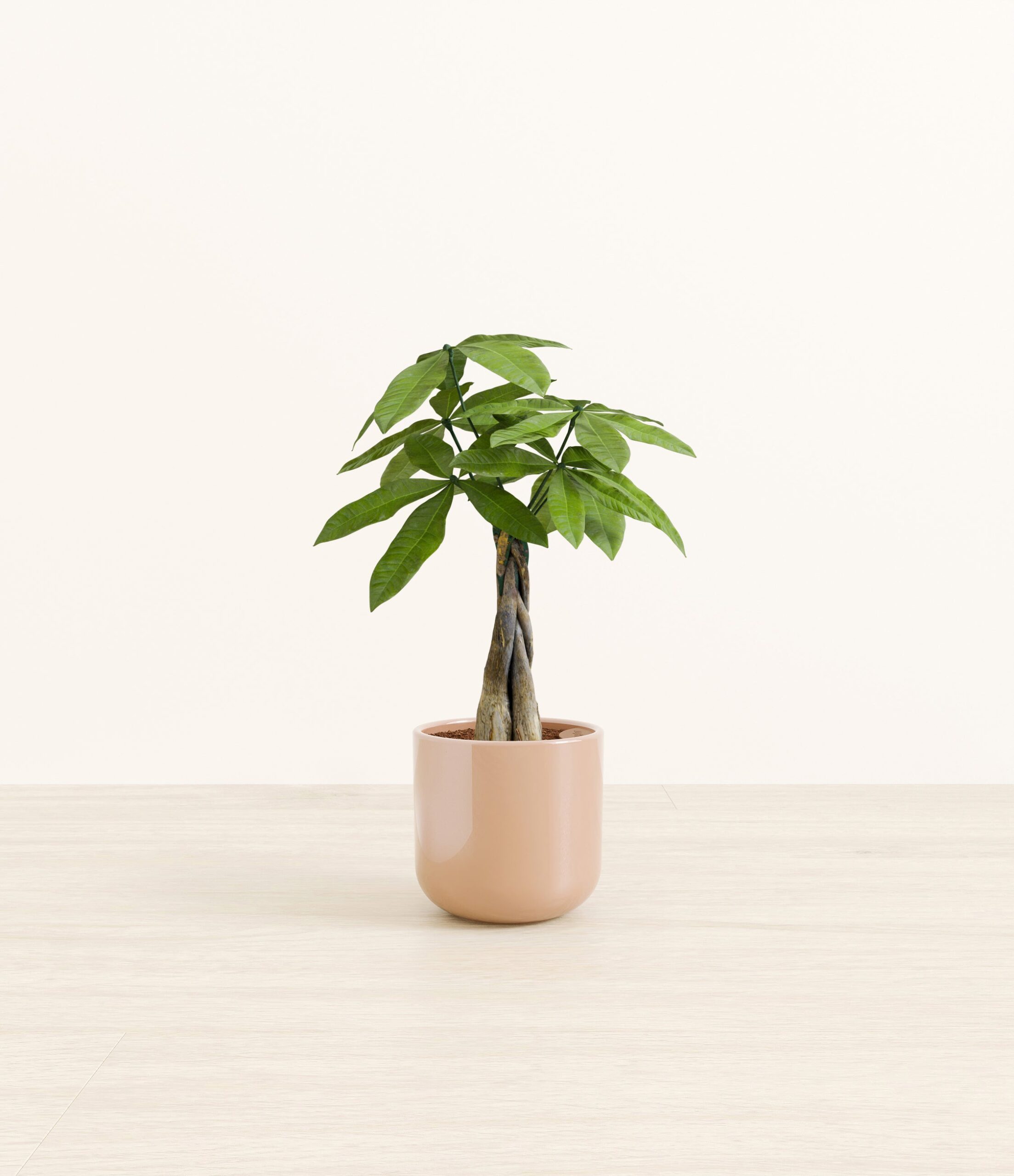 MoneyTreeSmall_Glossy_Blush_4a1e4c76-1b34-44f8-9c1a-b3c8749ec25e.jpg