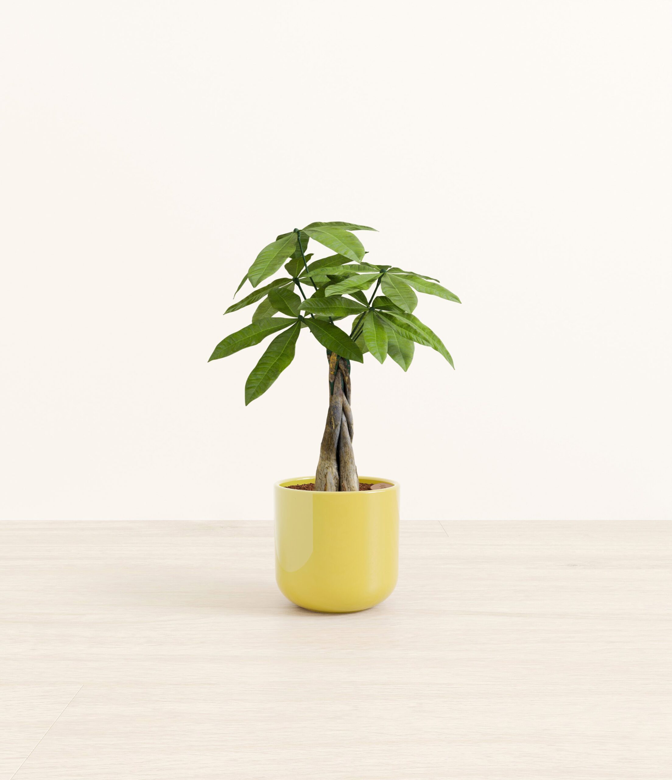 MoneyTreeSmall_Key-lime_Yellow_da25460c-7007-4737-9a84-3cca580707a7.jpg