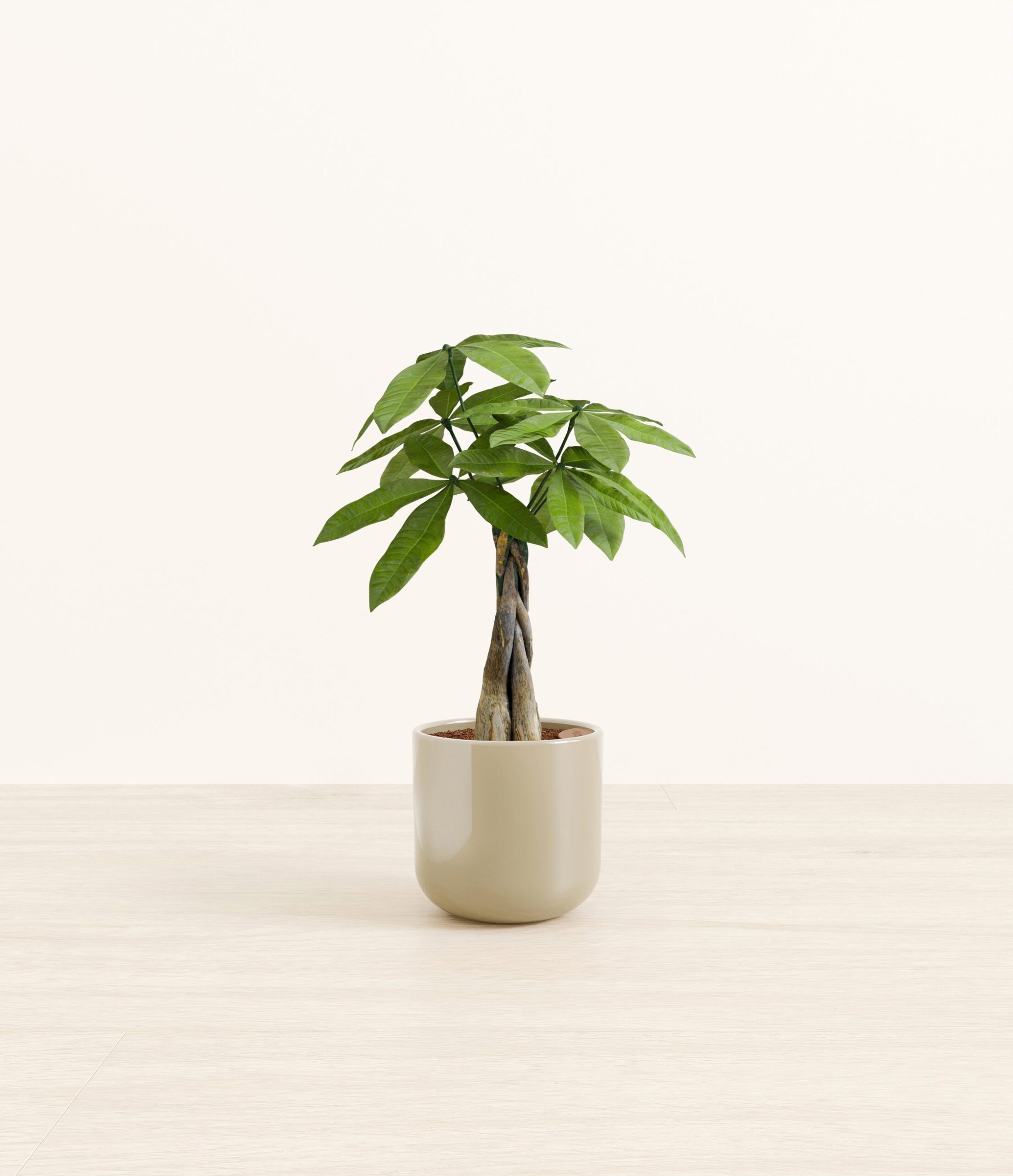 MoneyTreeSmall_Sage_Green_b57cb078-3809-461b-b282-ac822daf8ab9.jpg