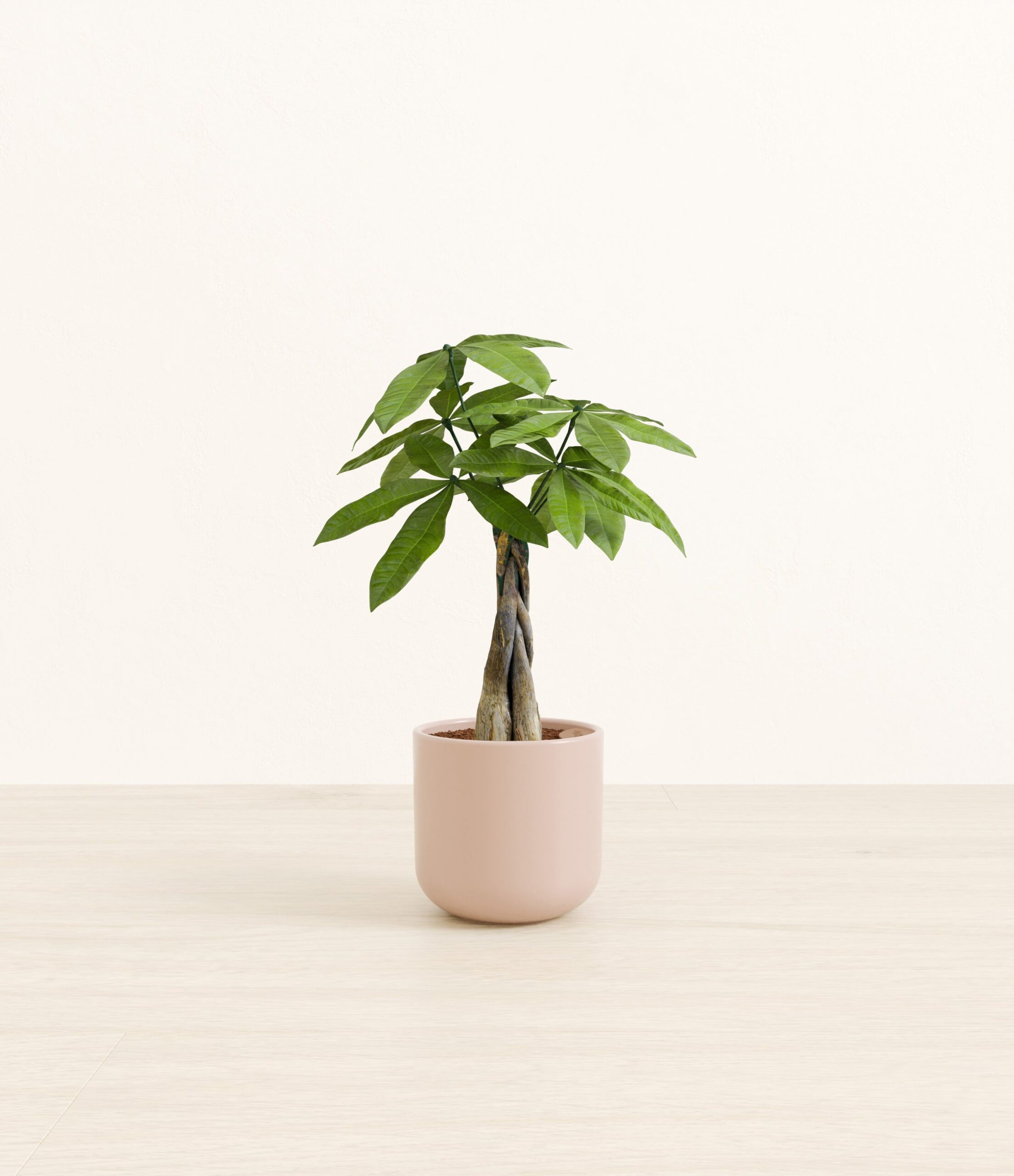 MoneyTreeSmall_Sandy_Pink_1c1f16ea-99ce-437f-9d7a-addea16e2055.jpg