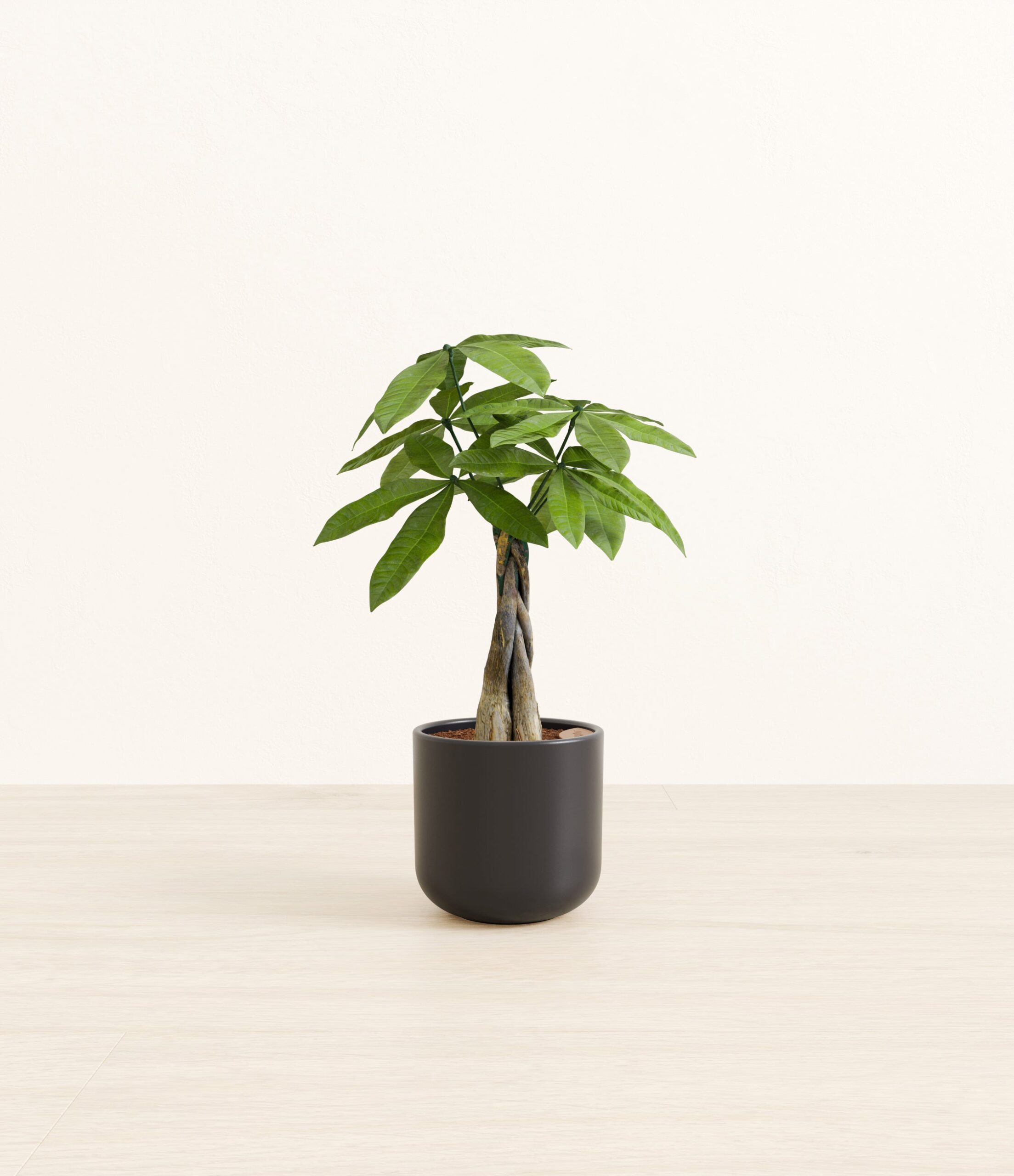 MoneyTreeSmall_Stone_Black_b2a45193-fdd8-4f72-856f-8a32d92de547.jpg