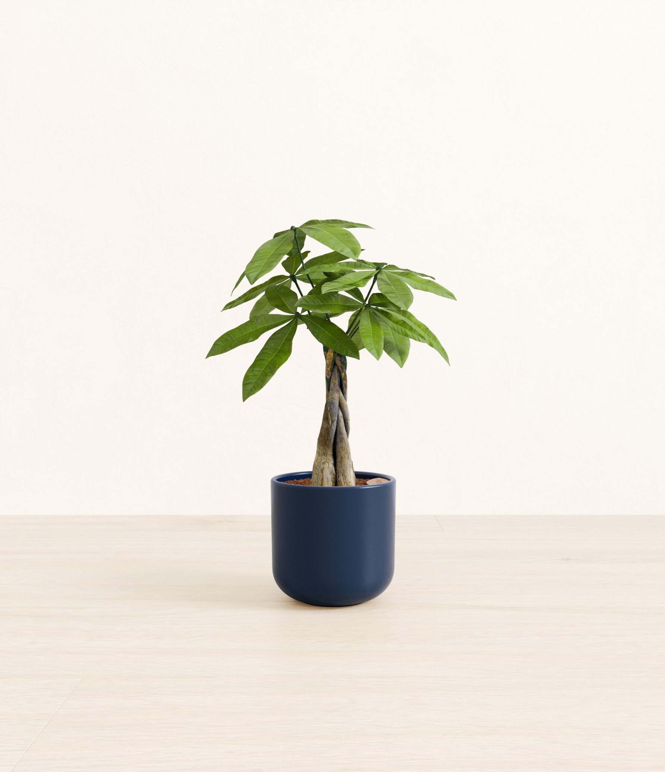 MoneyTreeSmall_Twilight_Blue_c264db11-48b2-4a2f-bdf2-f863c560a47f.jpg