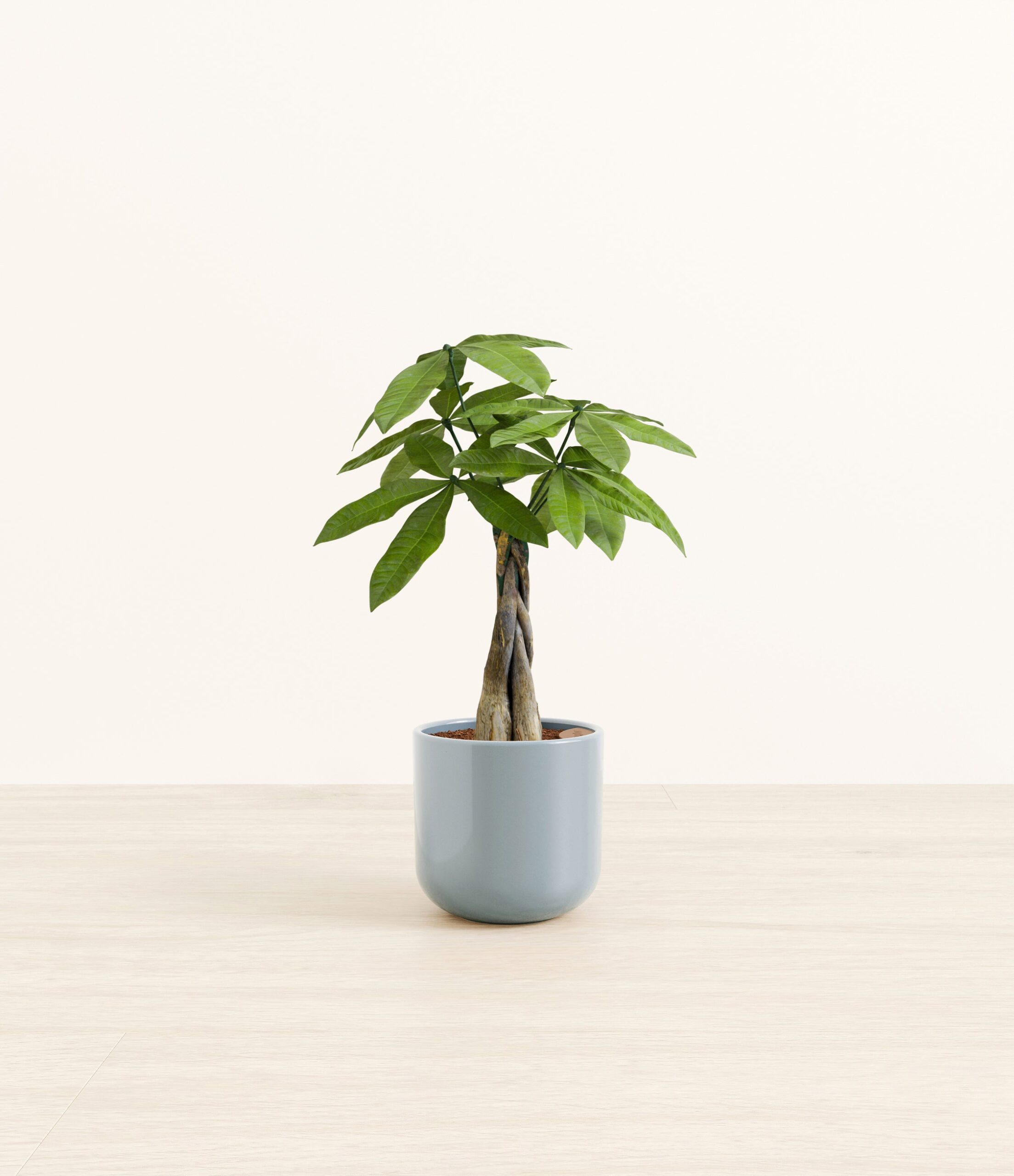 MoneyTreeSmall_misty_Blue_07d903ac-ab19-471e-afd2-7b69511f378e.jpg
