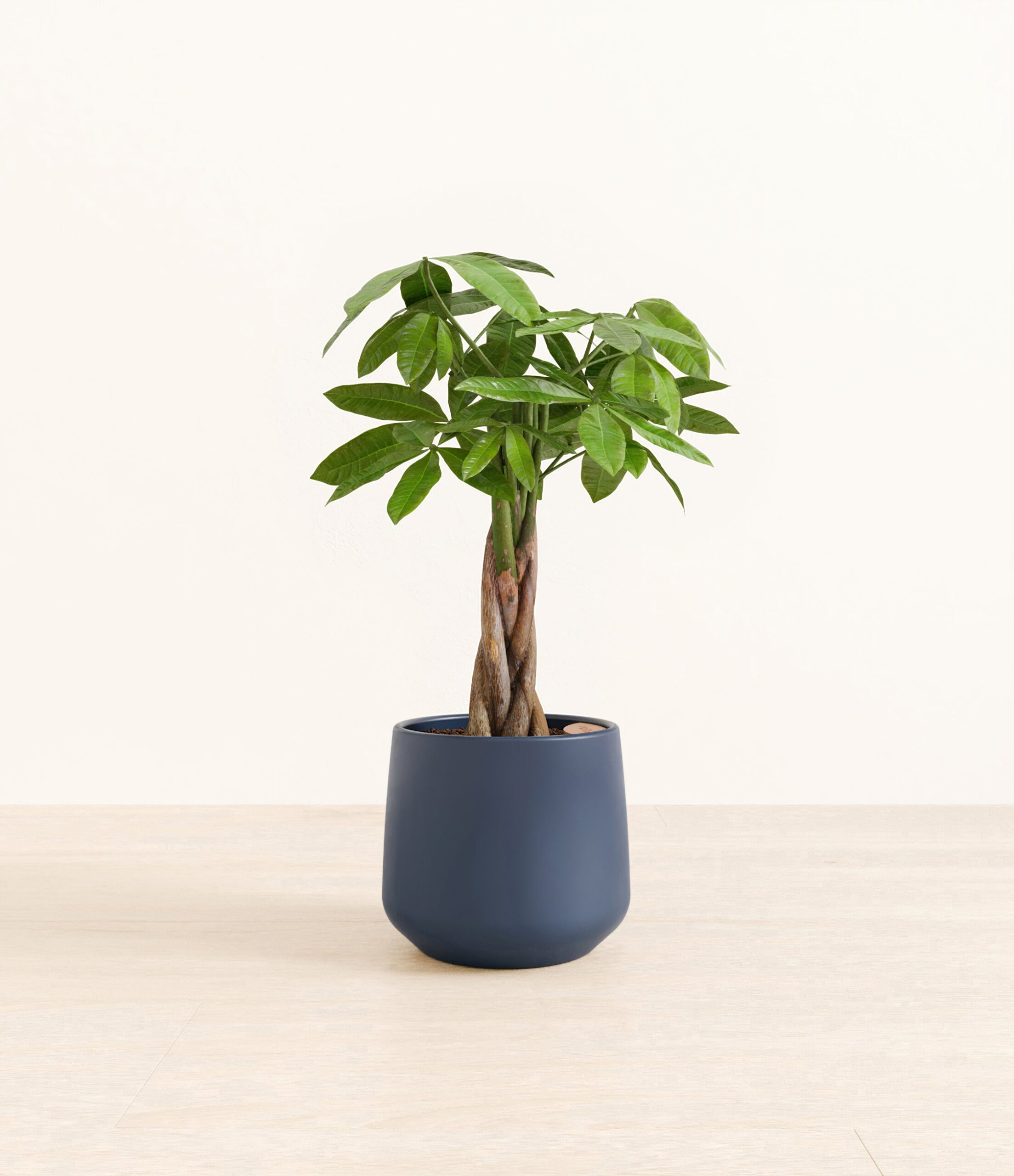 Money_Tree_Amber_medium_blue_1.jpg