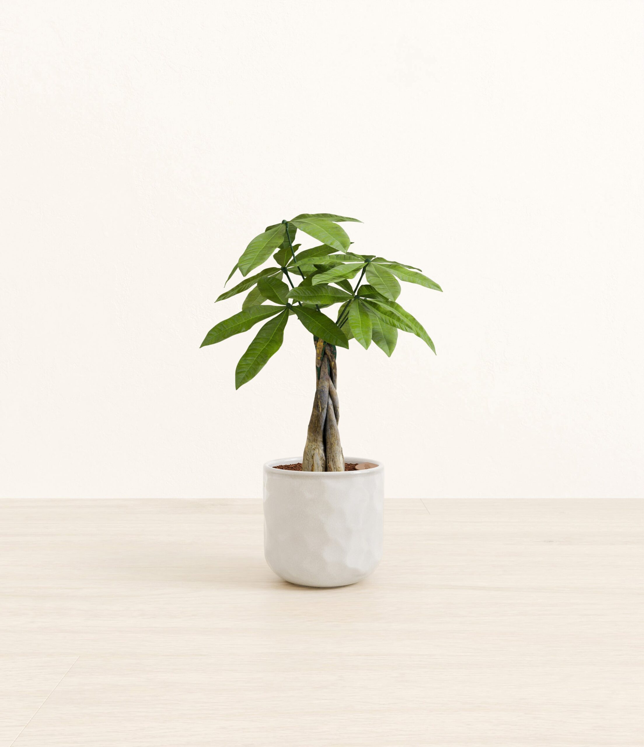 Money_Tree_Hammerd_Ivory.jpg