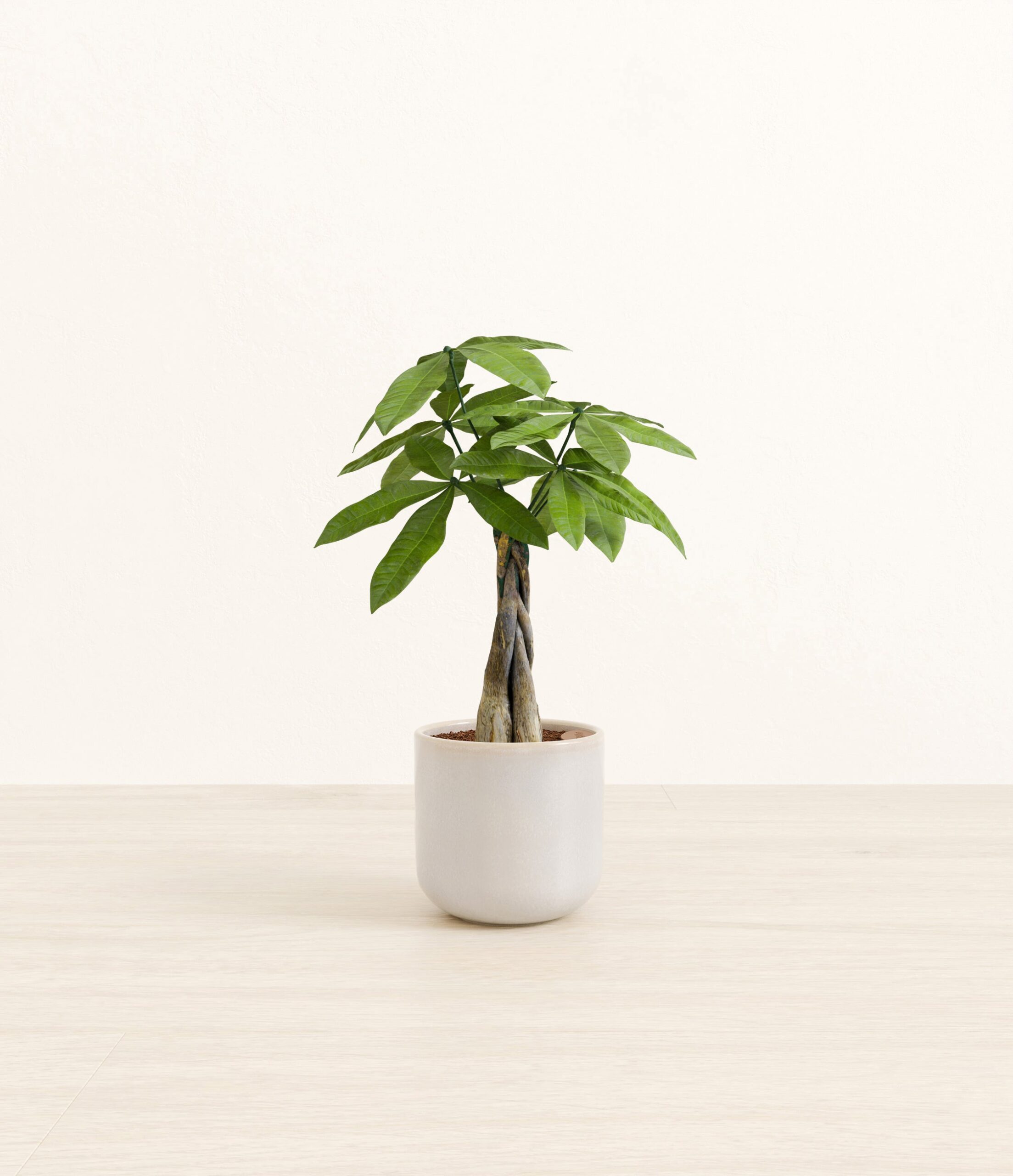 Money_Tree_Snowdrift_White.jpg