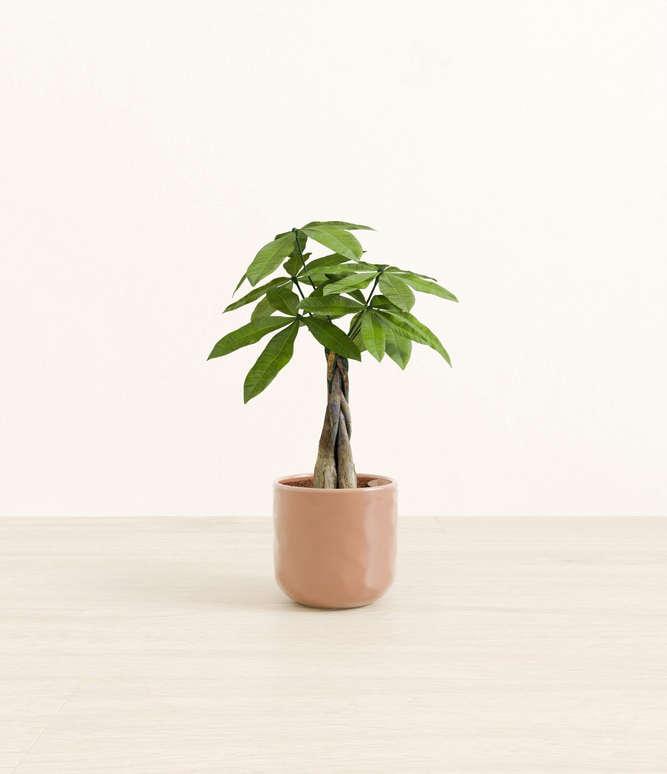 Money_Tree_peach_pink_hammered.jpg