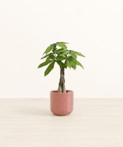 Money Tree - Small Small Yoko