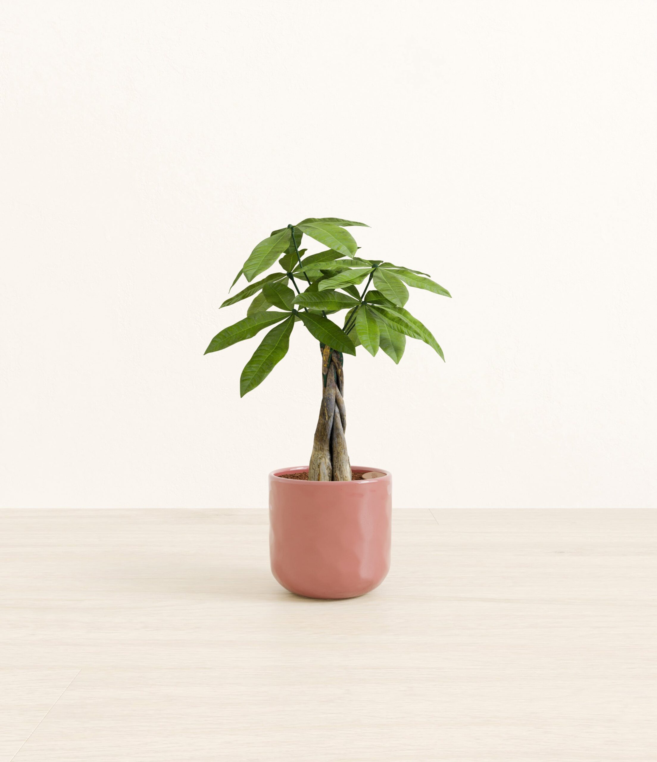 Money_Tree_pink_hammered.jpg