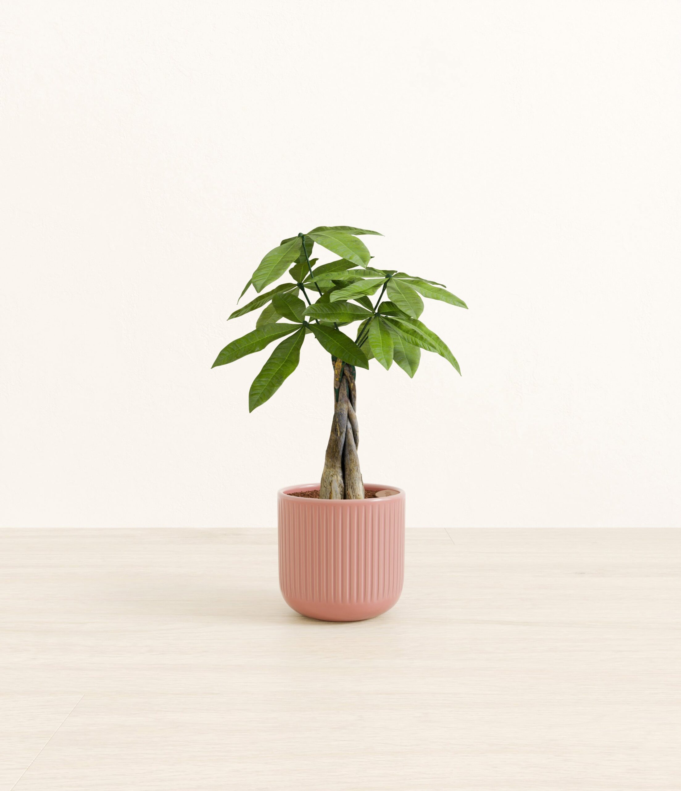 Money_Tree_pink_striped.jpg