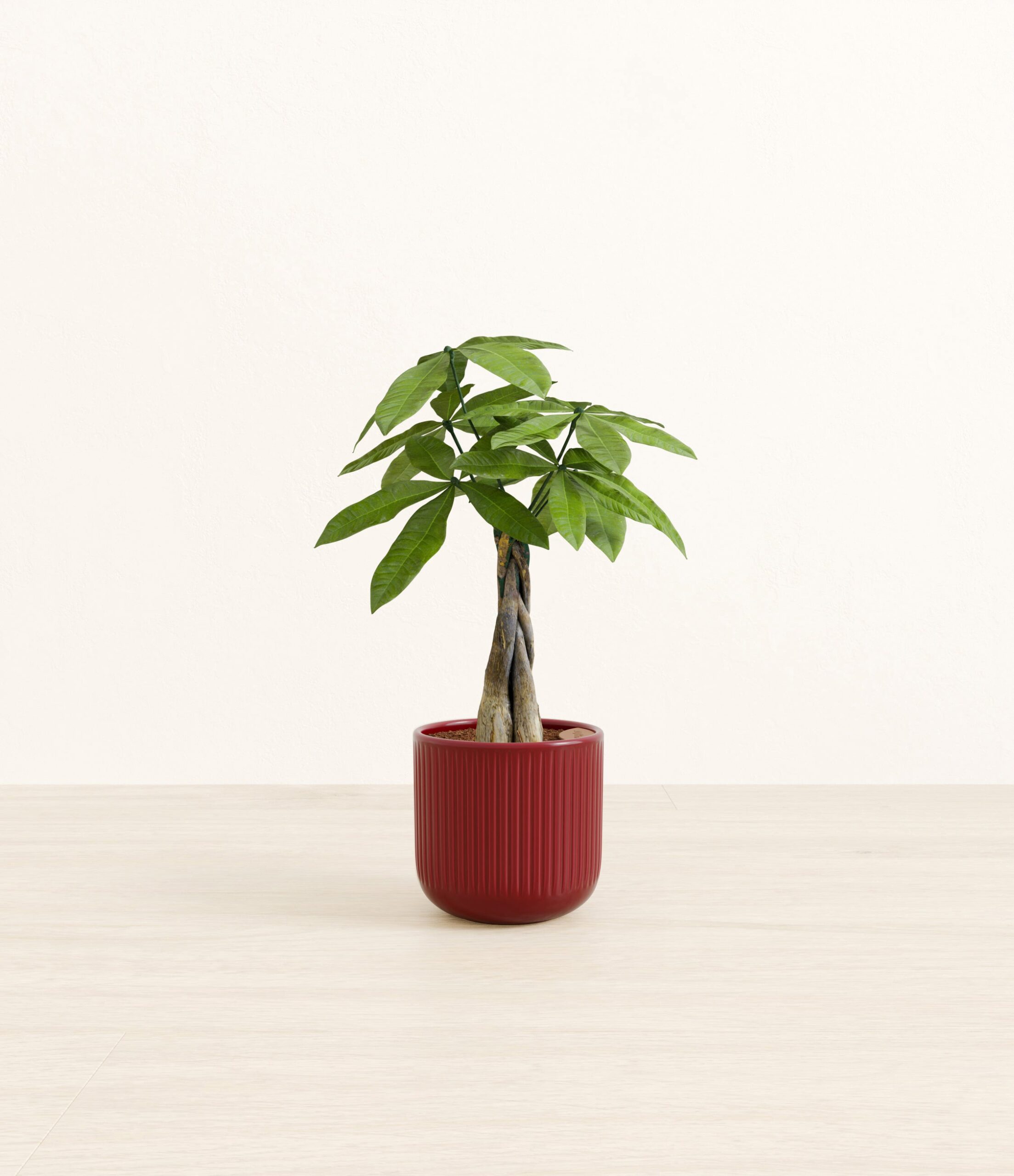 Money_Tree_red_striped.jpg