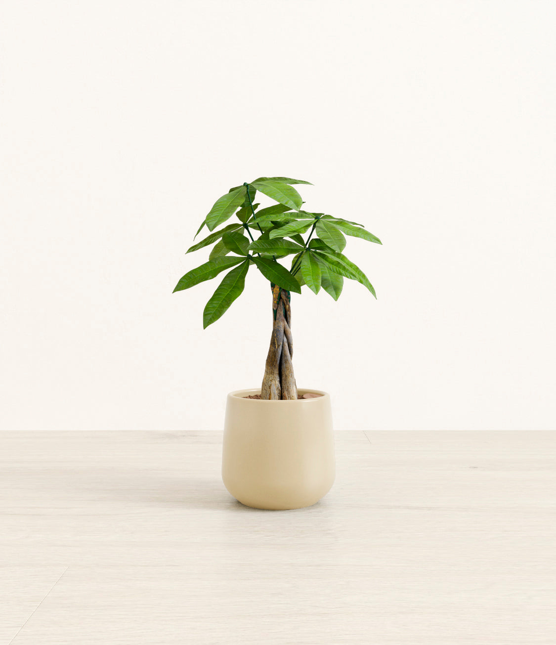 Money_tree_2_almond_green.jpg