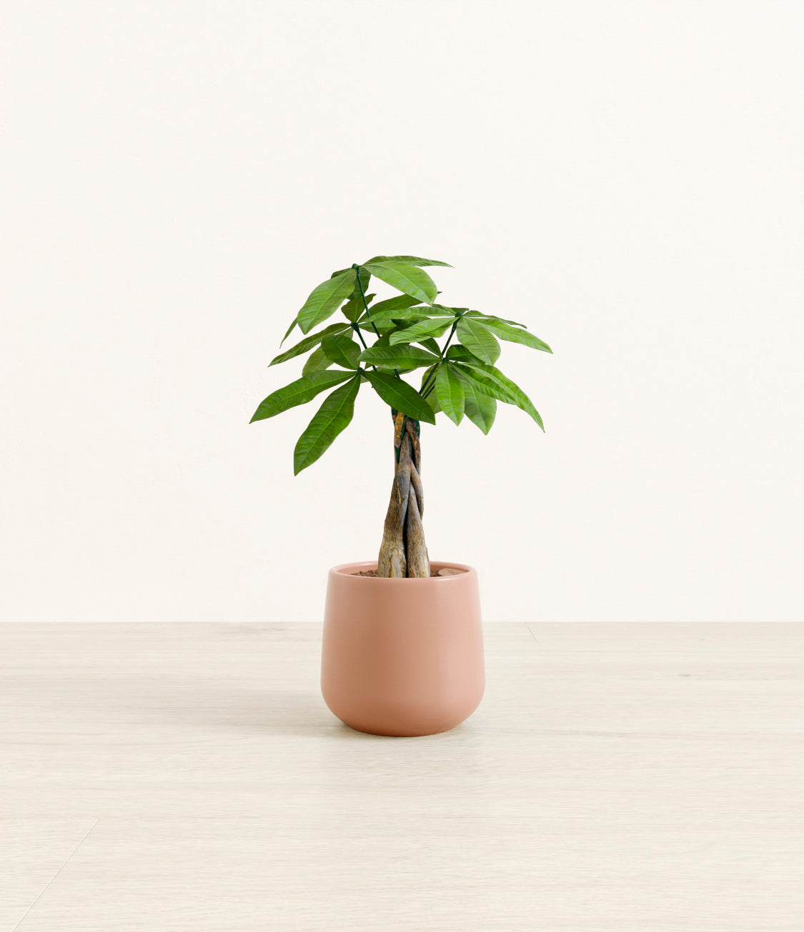 Money_tree_2_calm_rose.jpg