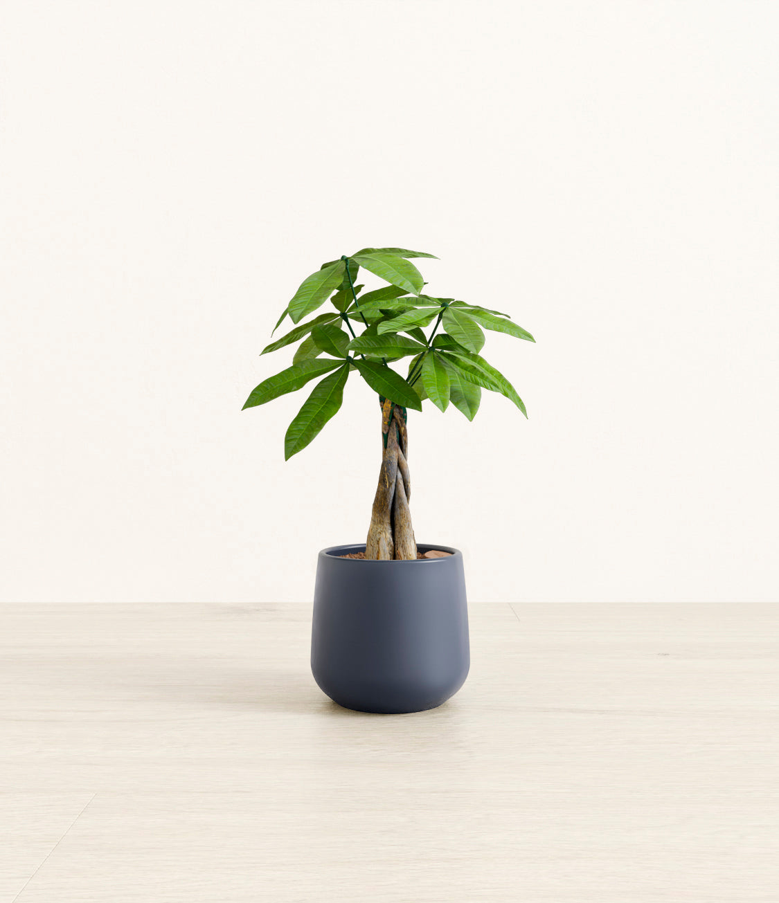 Money_tree_2_deep_navy.jpg
