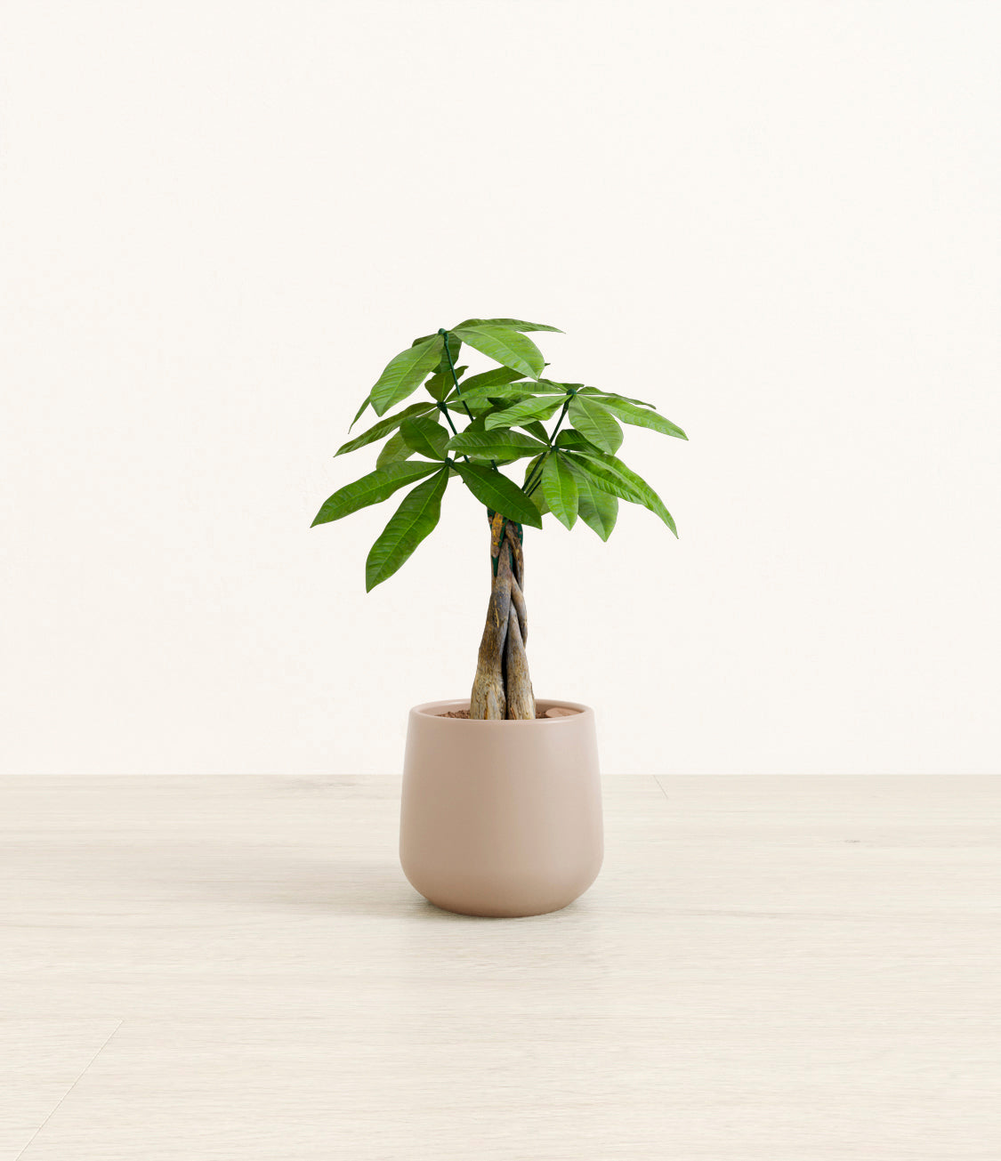 Money_tree_2_eternal_gray.jpg