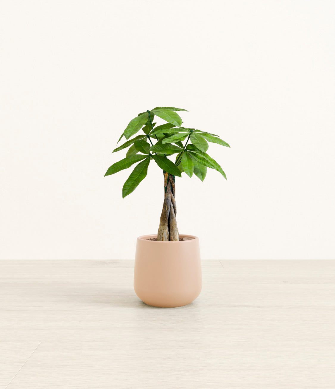 Money_tree_2_gentle_pink.jpg