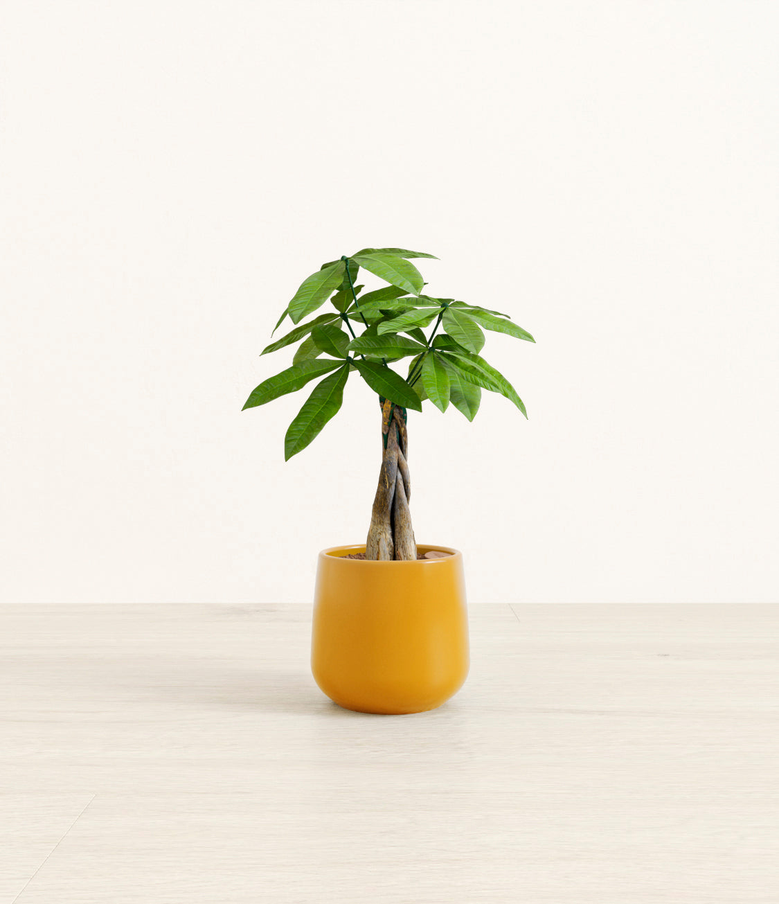 Money_tree_2_mustard.jpg