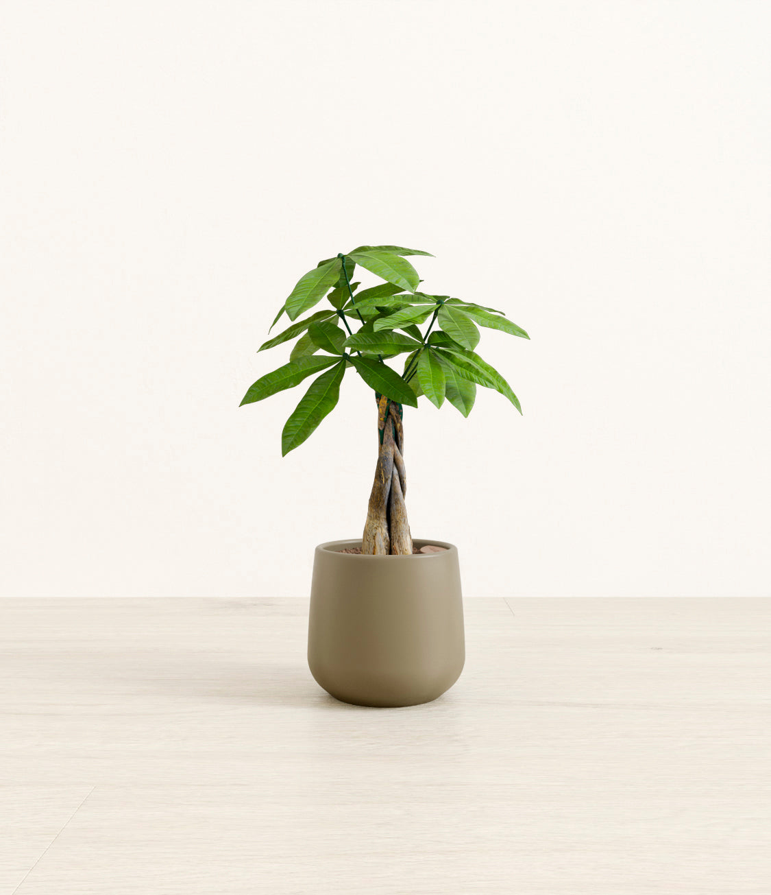 Money_tree_2_olive.jpg