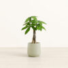 Money Tree - Small Amber