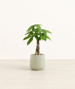 Money Tree - Small Amber
