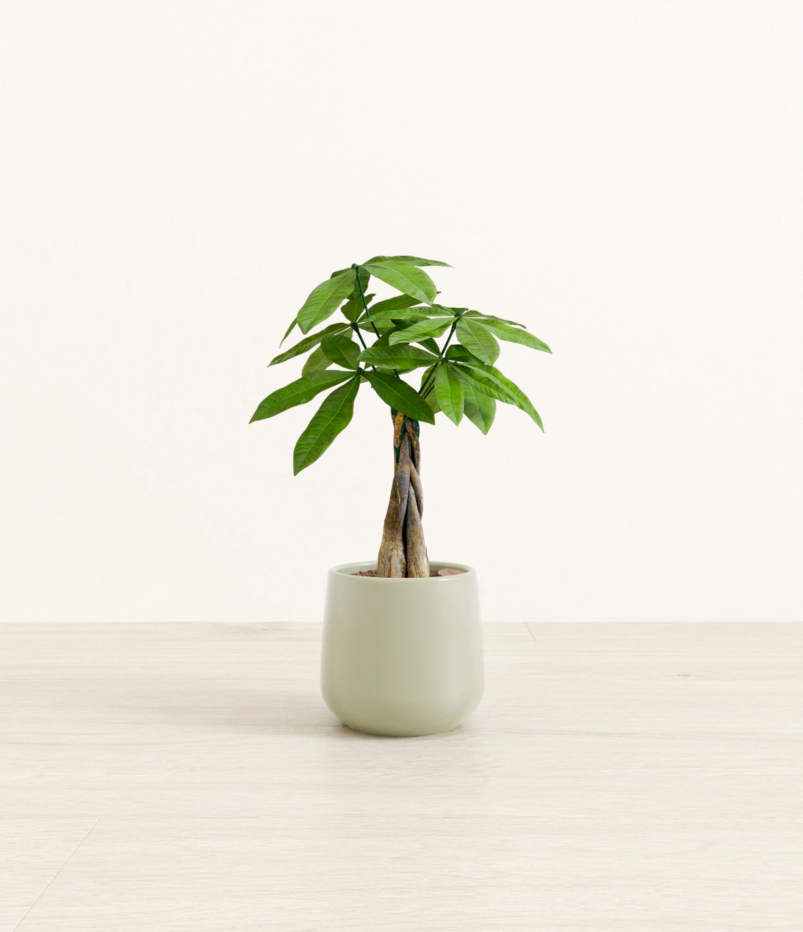 Money_tree_2_turquoise.jpg