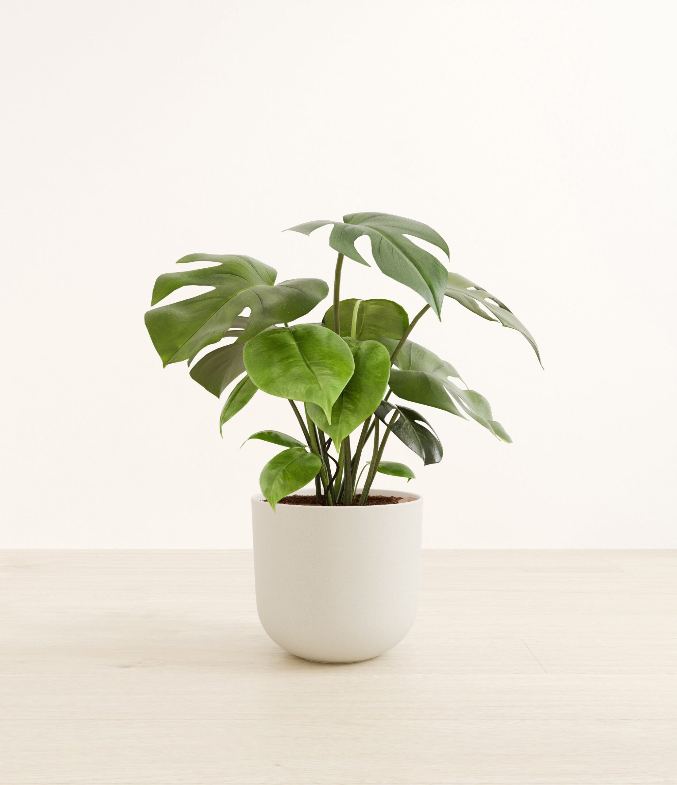 MonsteraDeliciosaLarge_Natural_Bamboo.jpg