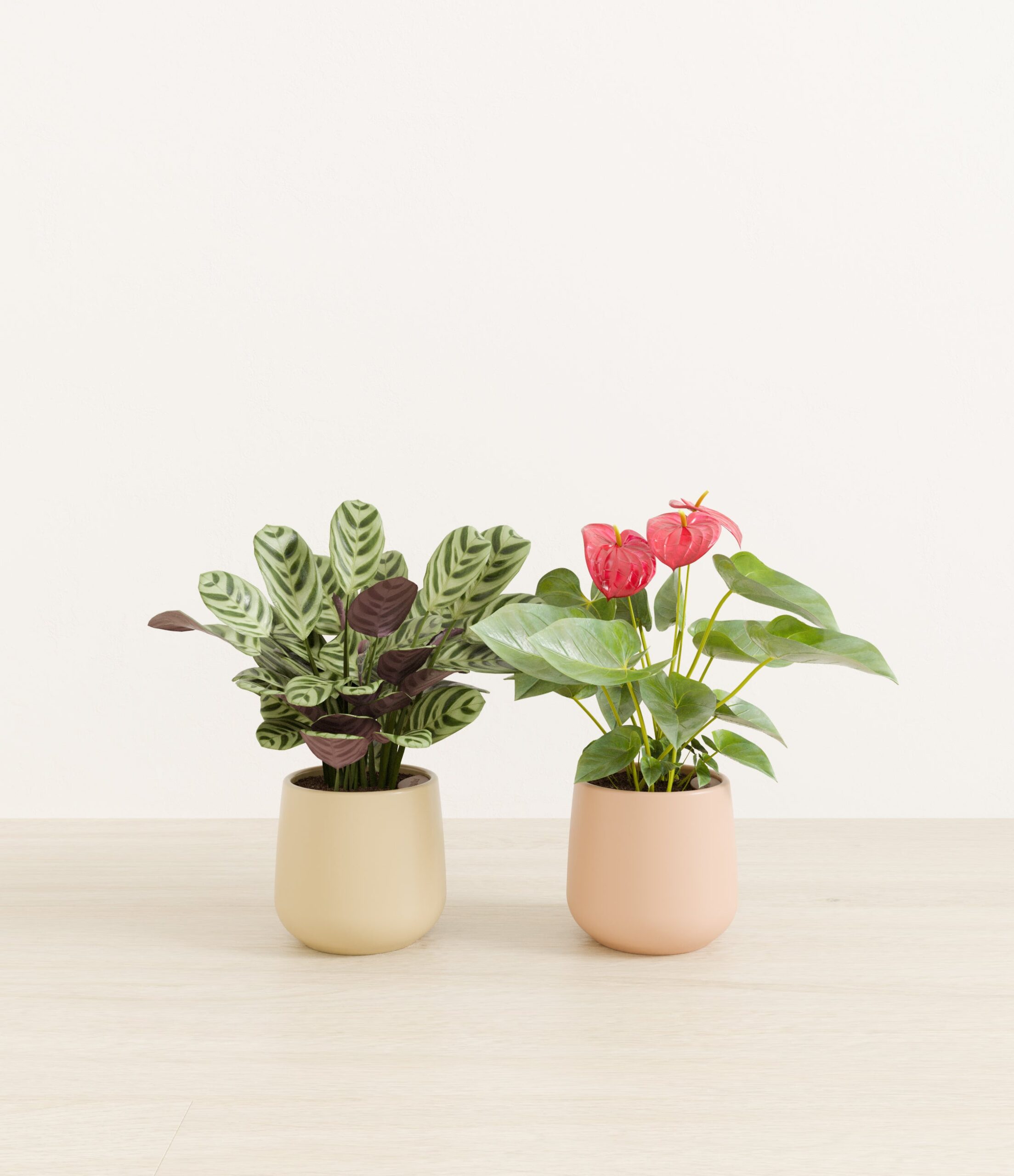 Mothers_Day_Duo_US_studio_desert_palette_0_stands.jpg