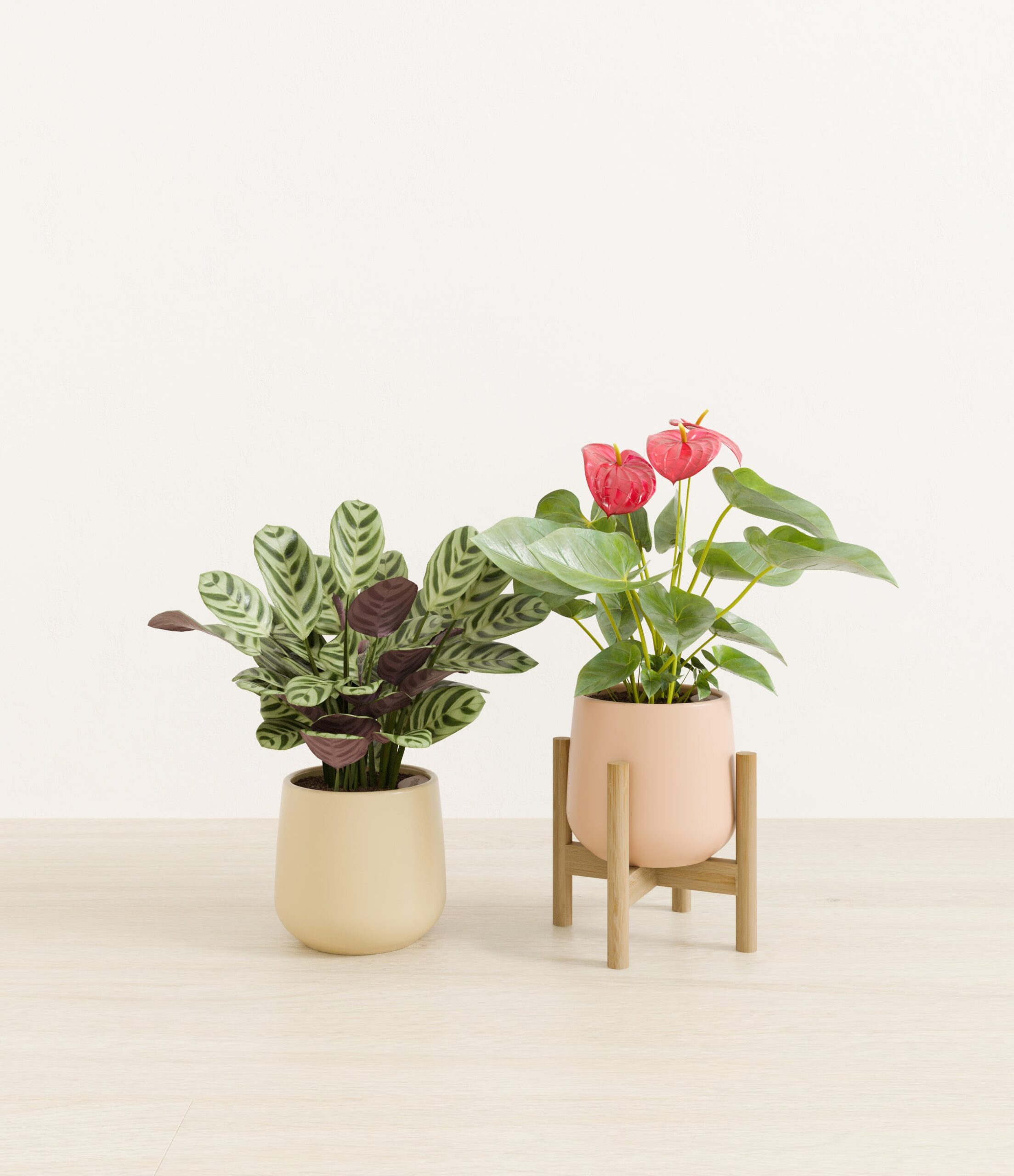 Mothers_Day_Duo_US_studio_desert_palette_1_stands.jpg