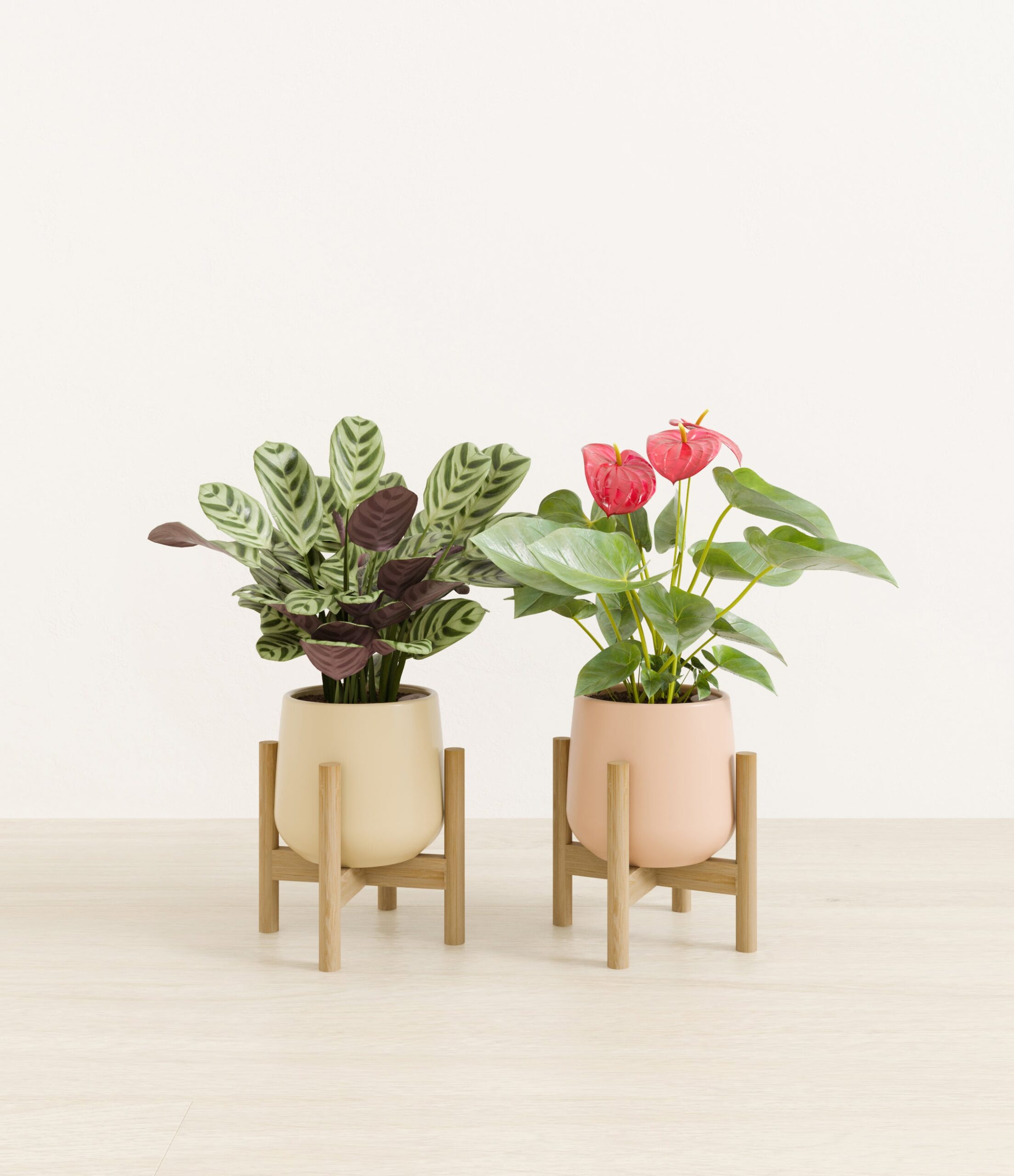 Mothers_Day_Duo_US_studio_desert_palette_2_stands.jpg