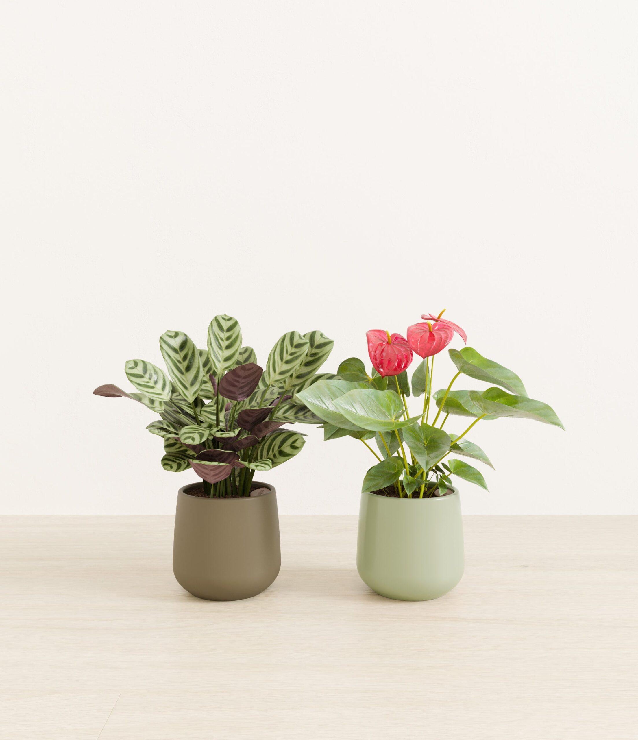 Mothers_Day_Duo_US_studio_evergreen_palette_0_stands.jpg