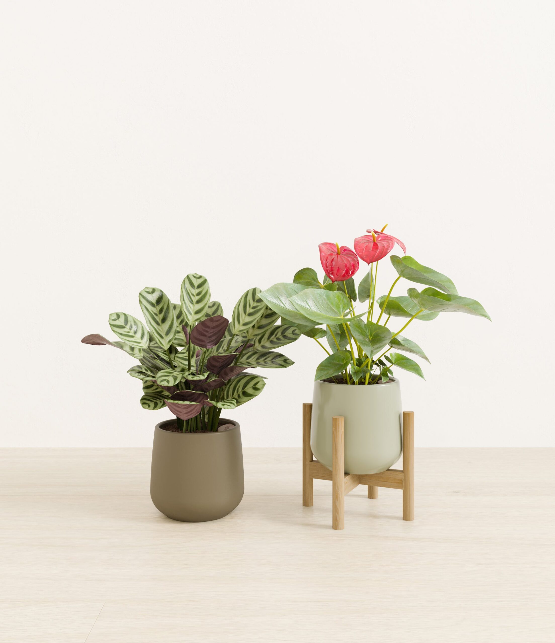 Mothers_Day_Duo_US_studio_evergreen_palette_1_stands.jpg