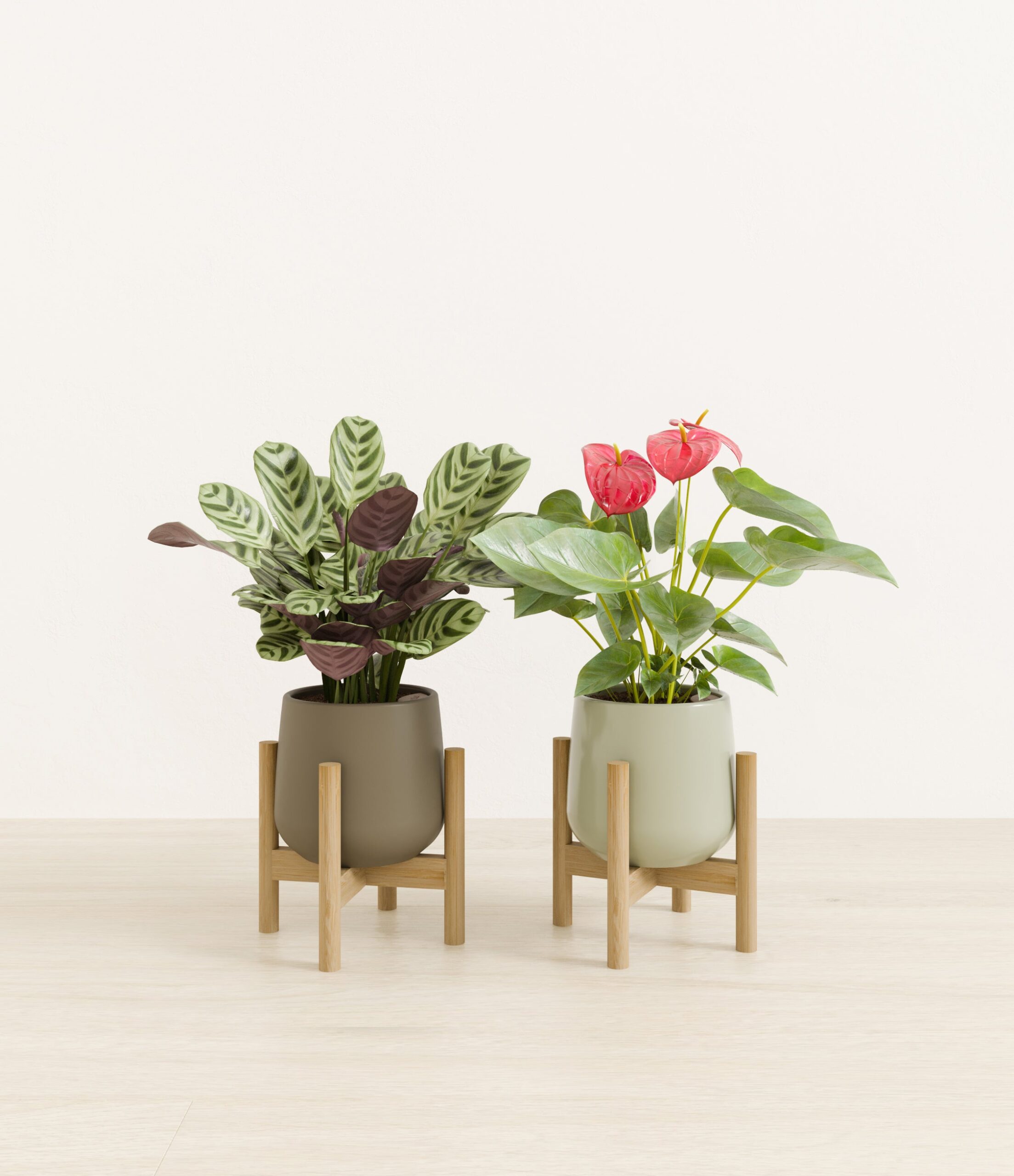 Mothers_Day_Duo_US_studio_evergreen_palette_2_stands.jpg