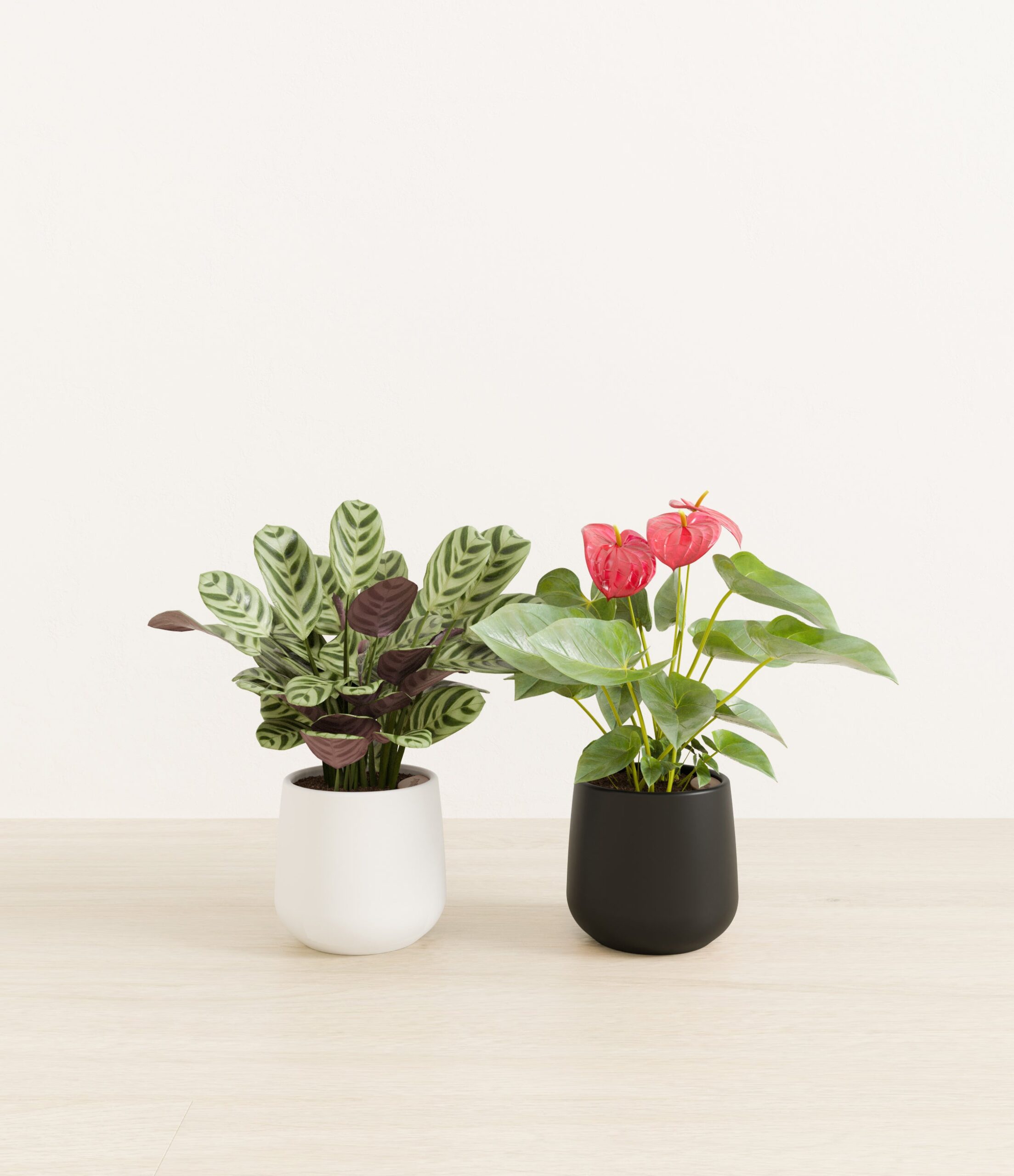 Mothers_Day_Duo_US_studio_orca_palette_0_stands.jpg