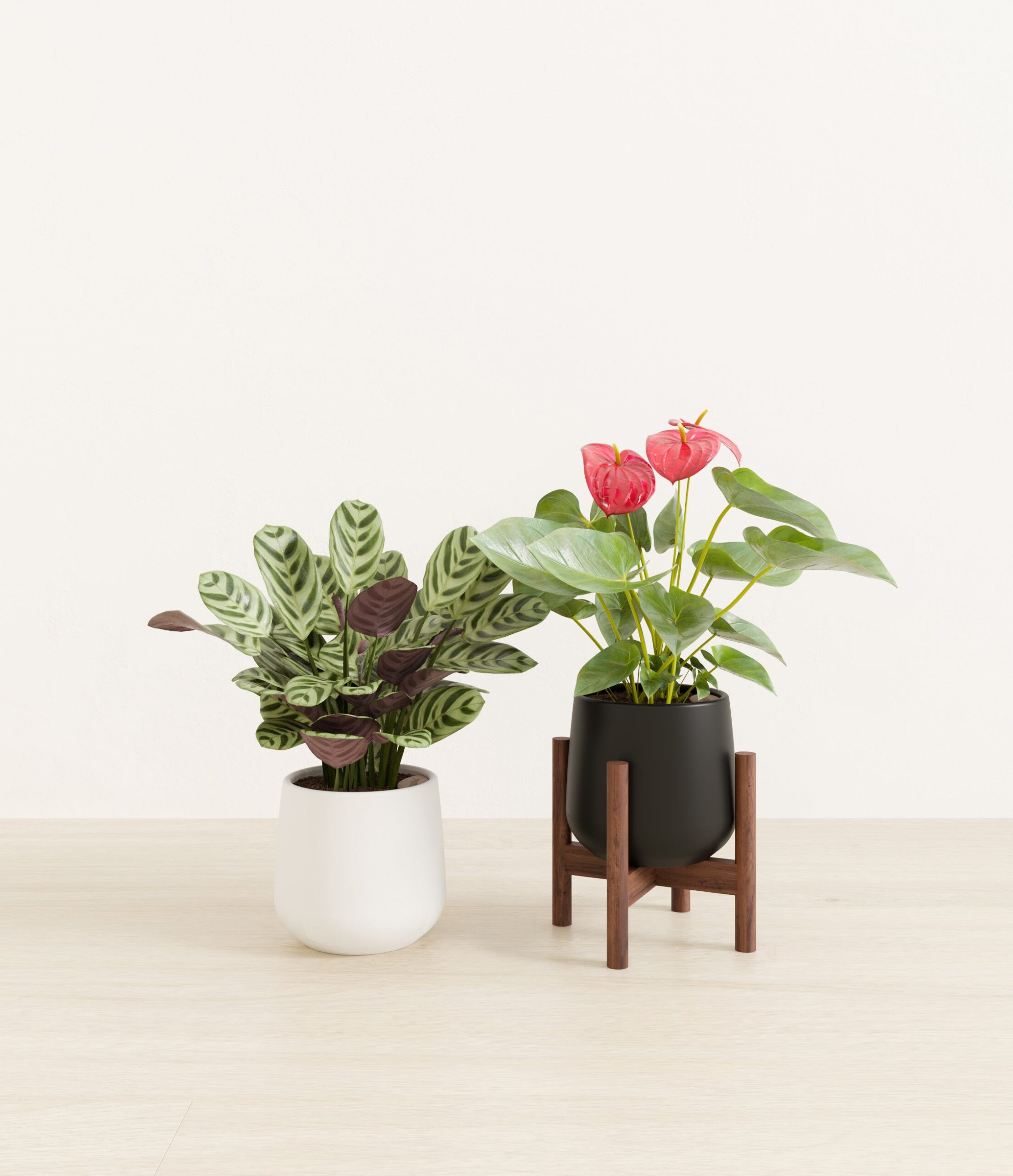 Mothers_Day_Duo_US_studio_orca_palette_1_stands.jpg