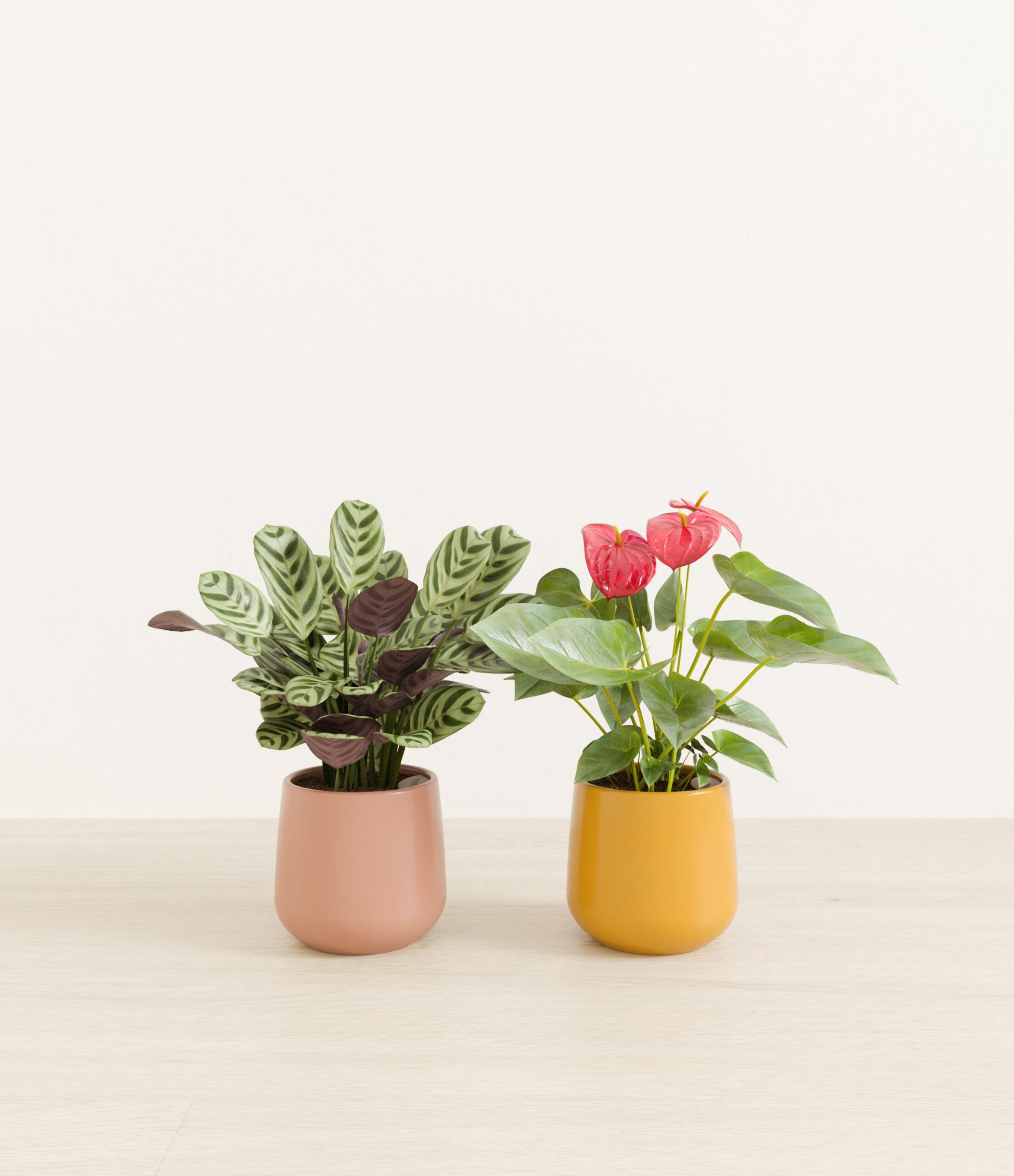 Mothers_Day_Duo_US_studio_sunset_palette_0_stands.jpg